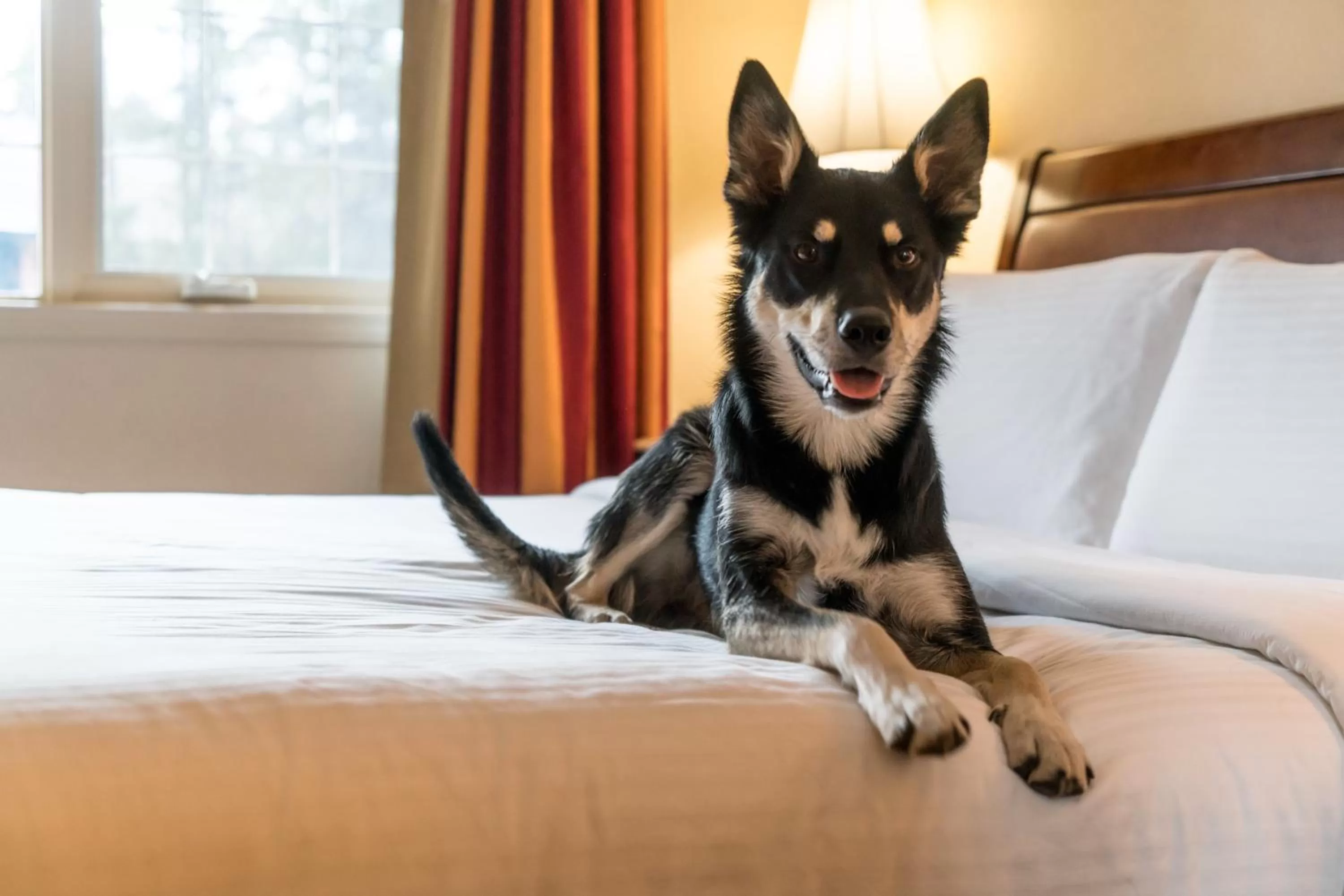 Pets, Bed in Lake Louise Inn