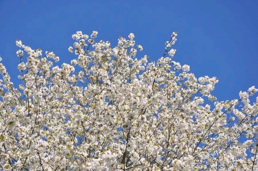Other Animals in Bed and Breakfast Bavaria München