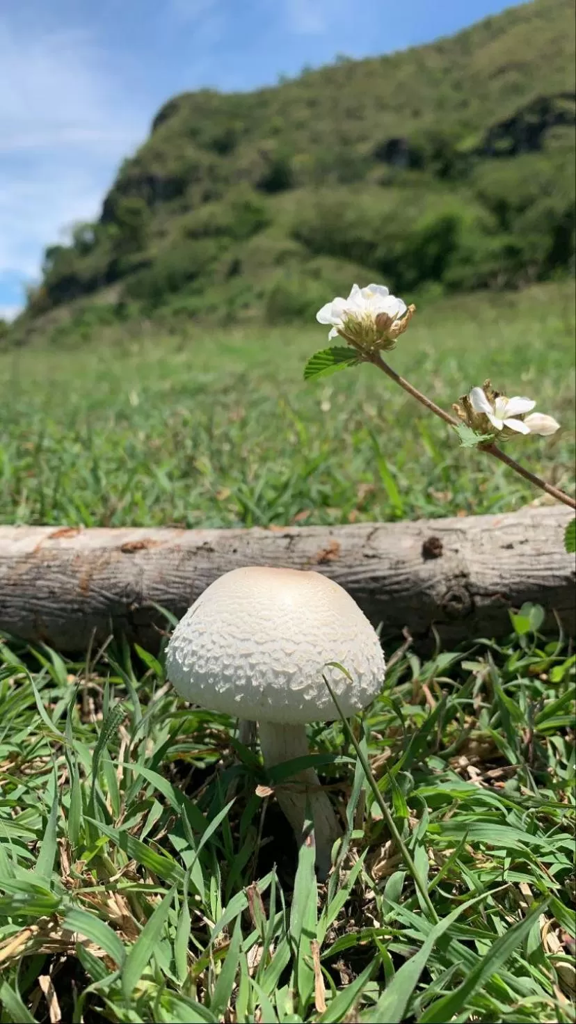 Area and facilities, Other Animals in Waka Hotel Rural