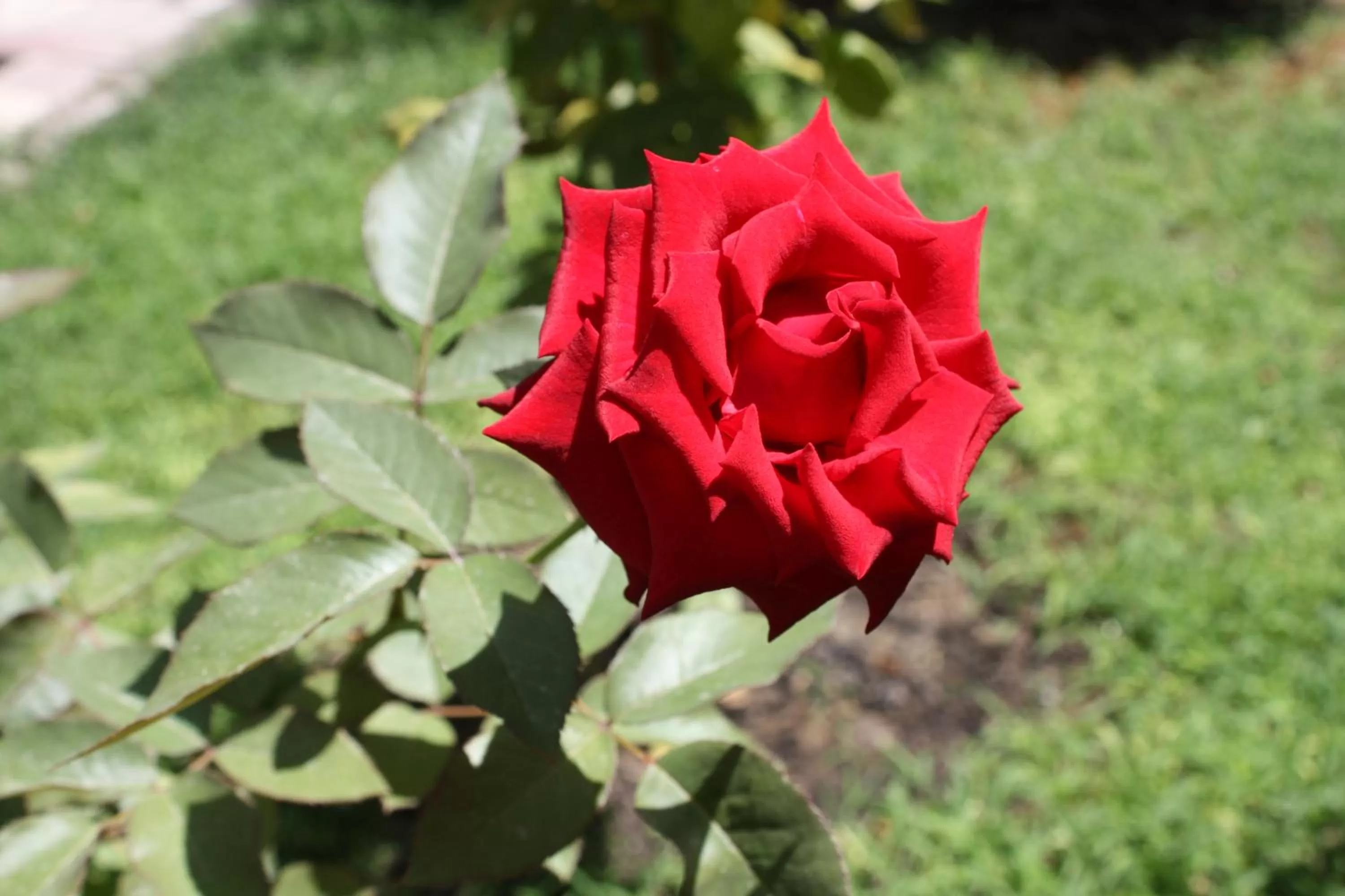 Garden in Orçin Apart Hotel