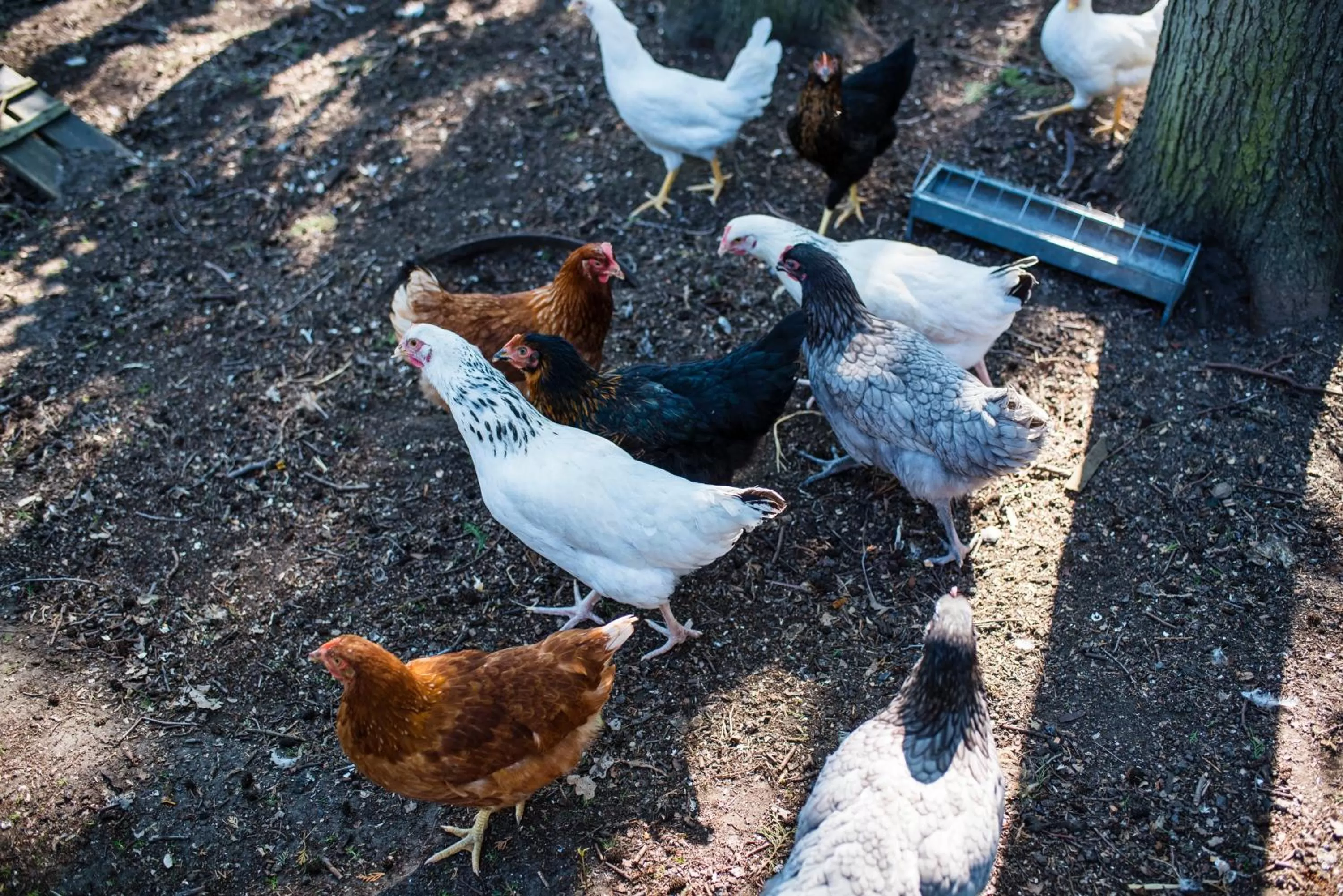 Garden, Other Animals in Aquarand