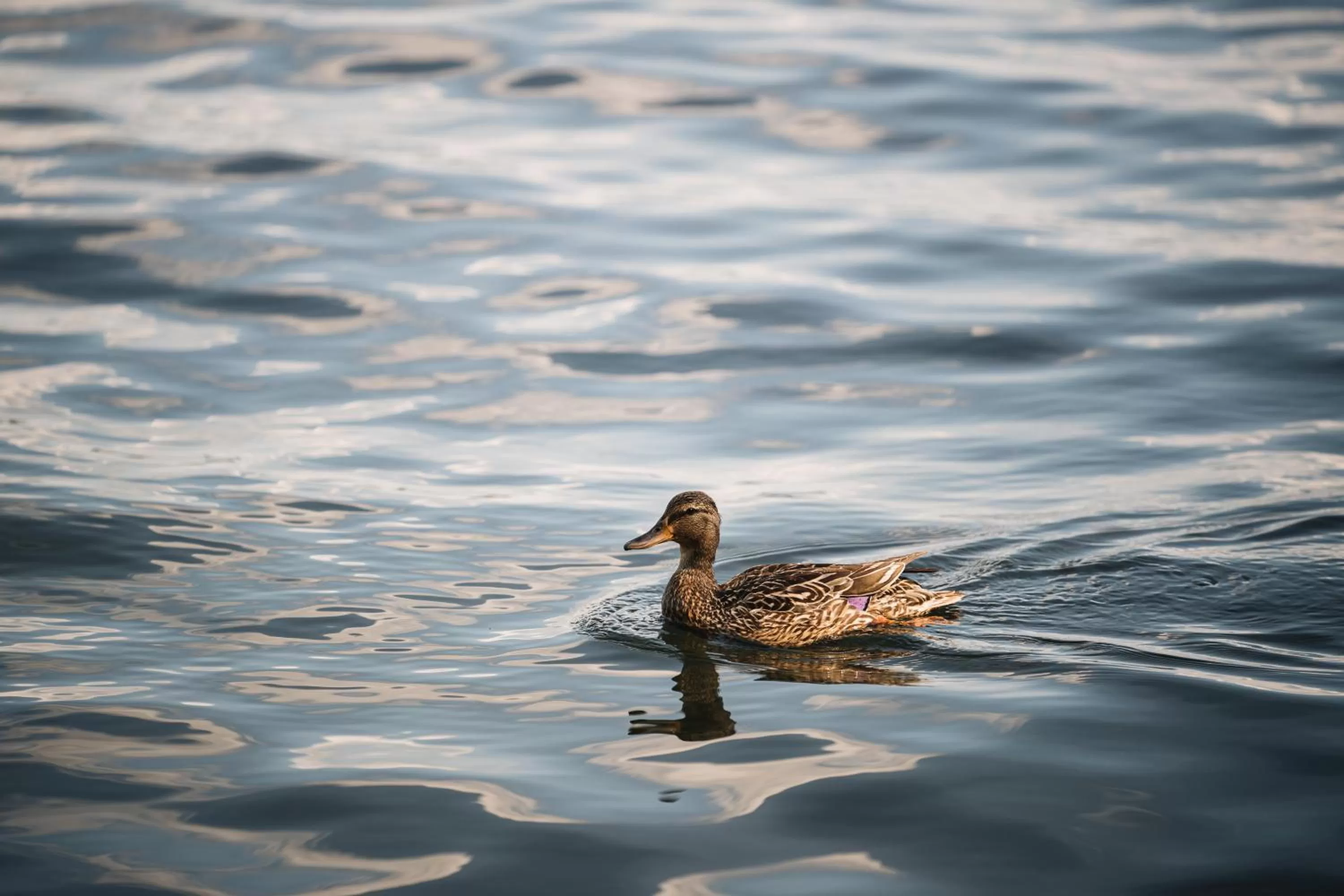 Nearby landmark in Domaine Jolivent