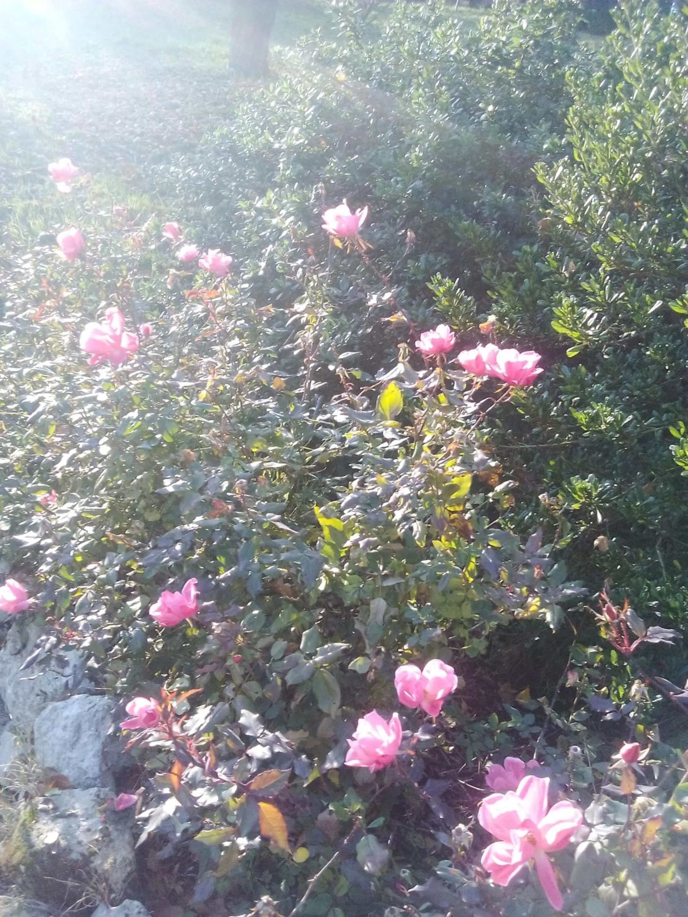 Facade/entrance in B&B Il Suono del Bosco