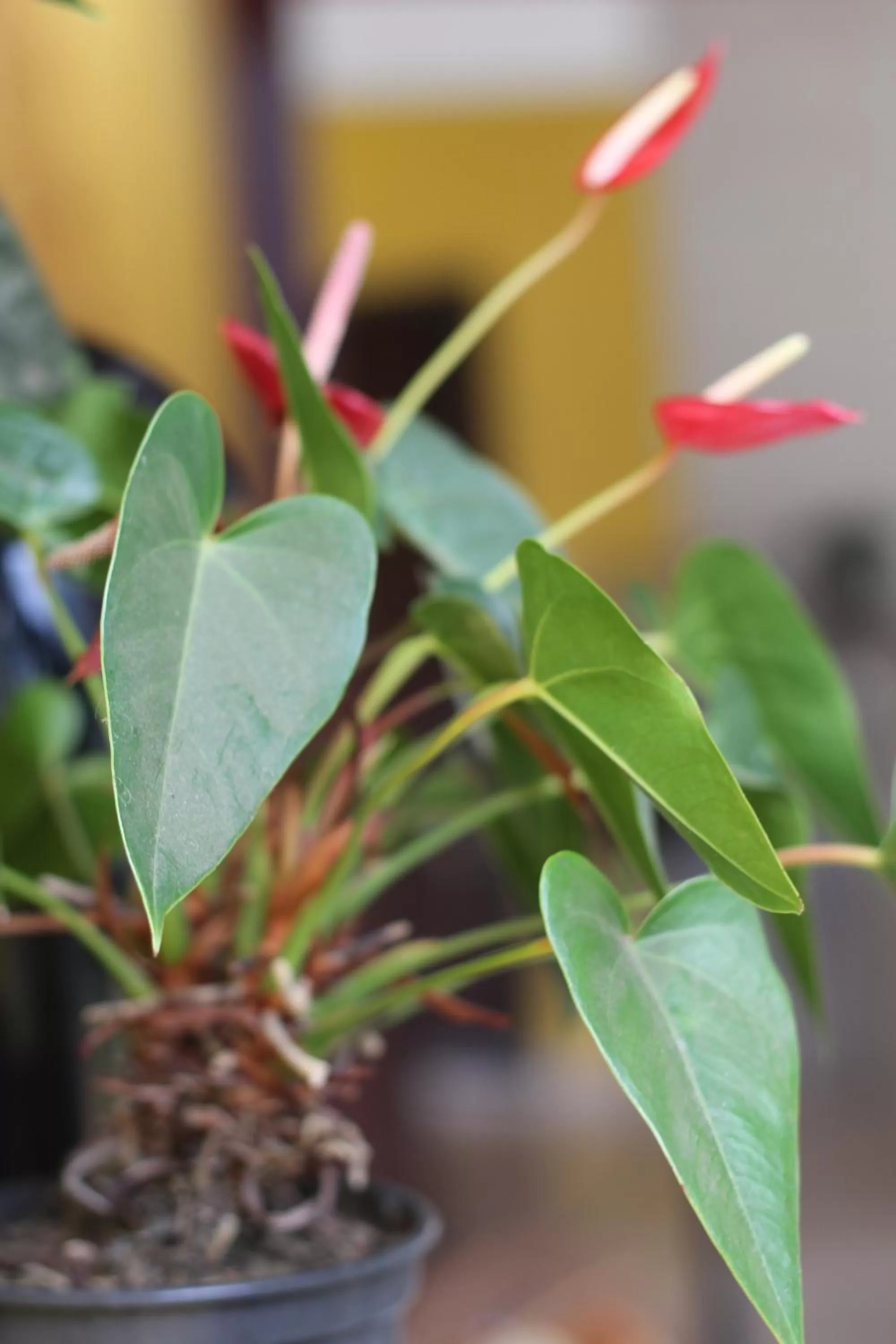 Pousada da Rose Paraty