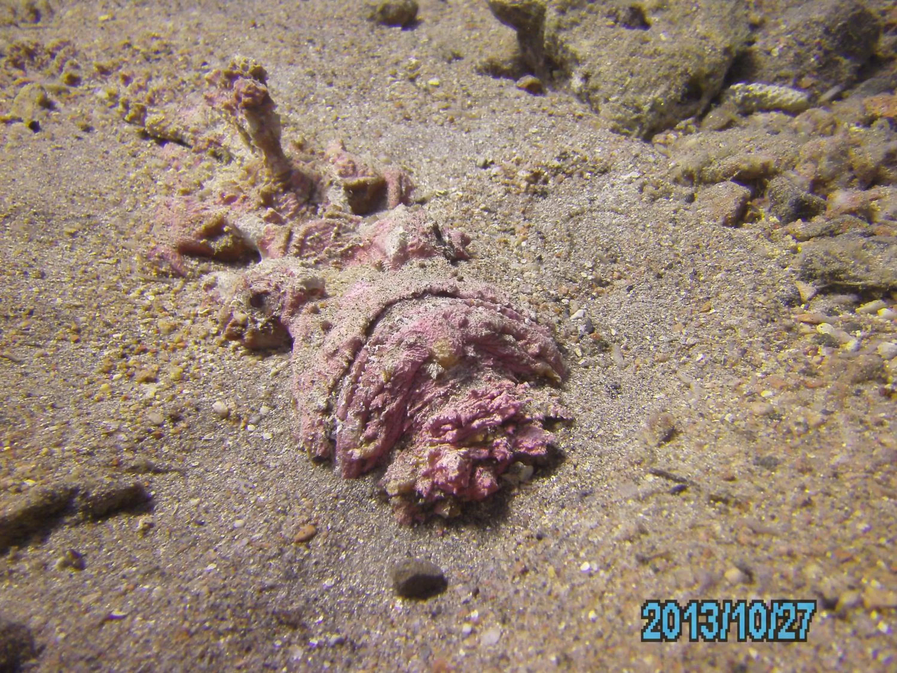 Diving, Other Animals in Arab Divers Dive Center and Bed & Breakfast