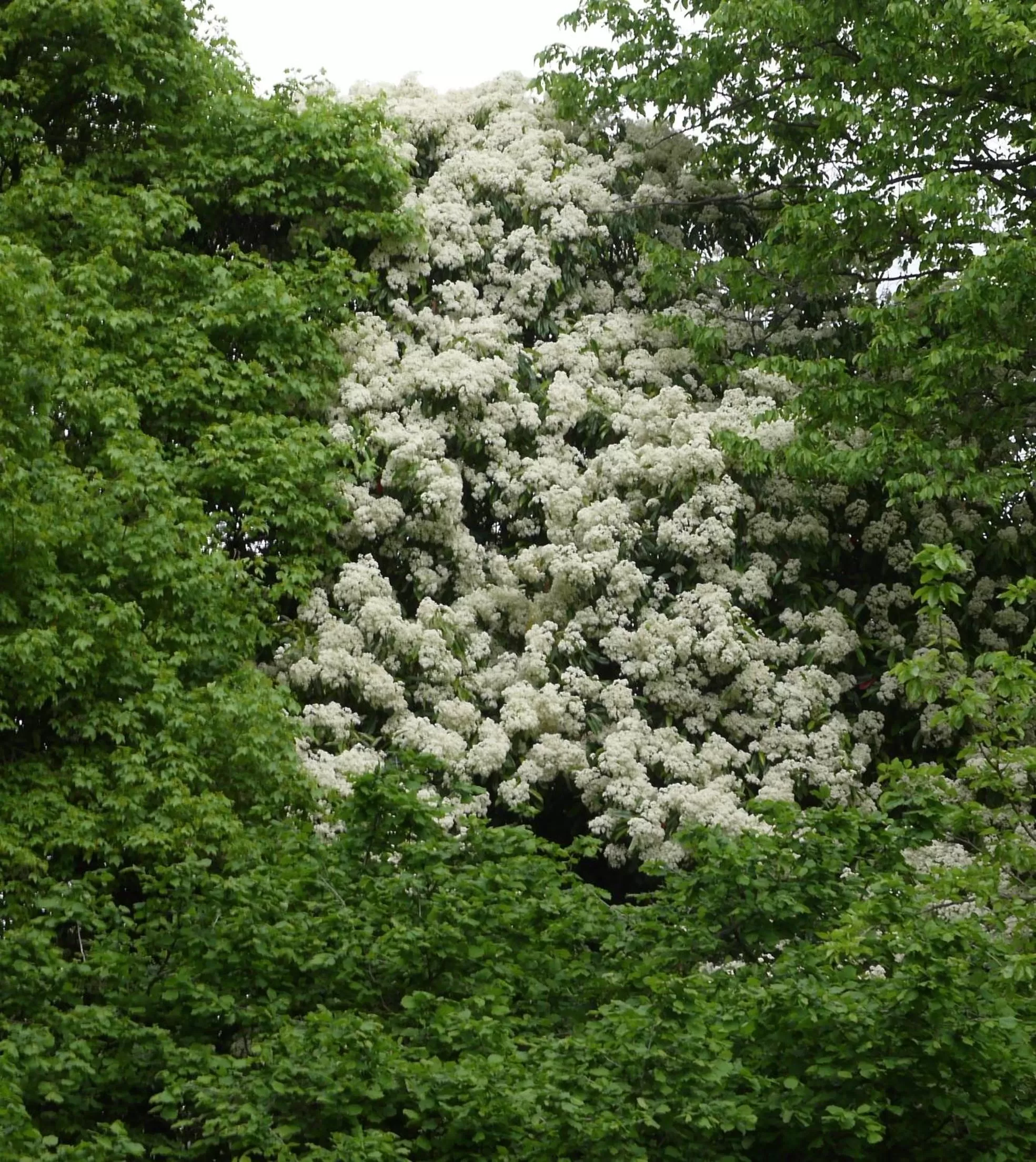 Garden in B&B Giardino Jappelli (Villa Ca' Minotto)