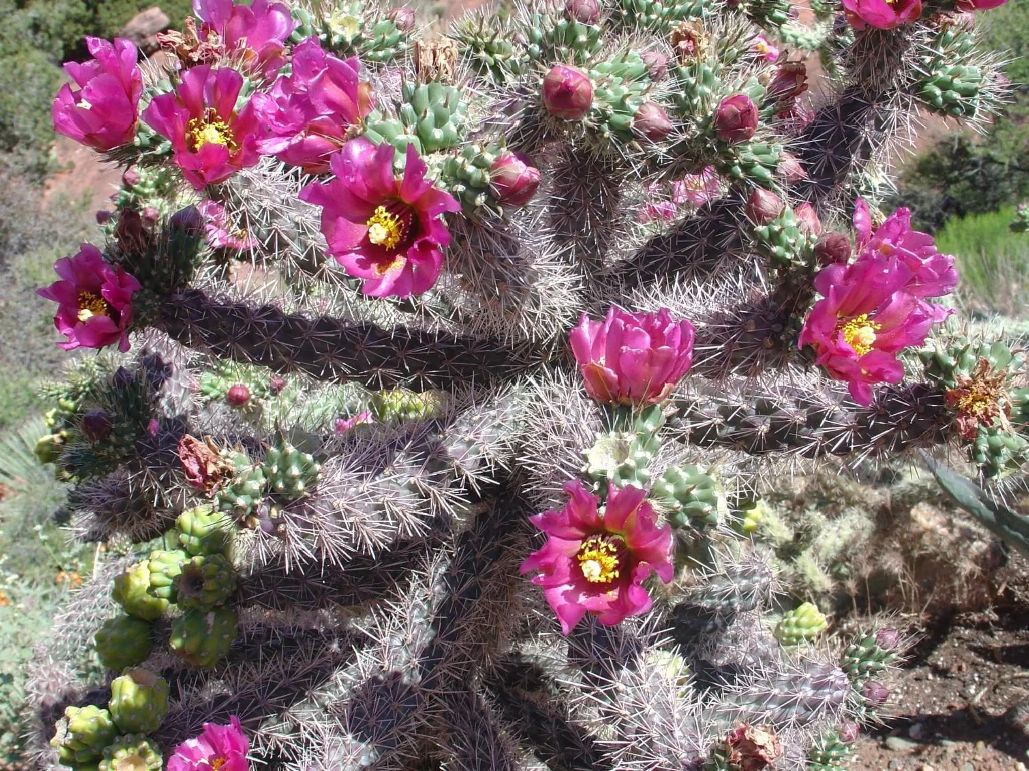 Natural landscape in Sedona Cathedral Hideaway LLC