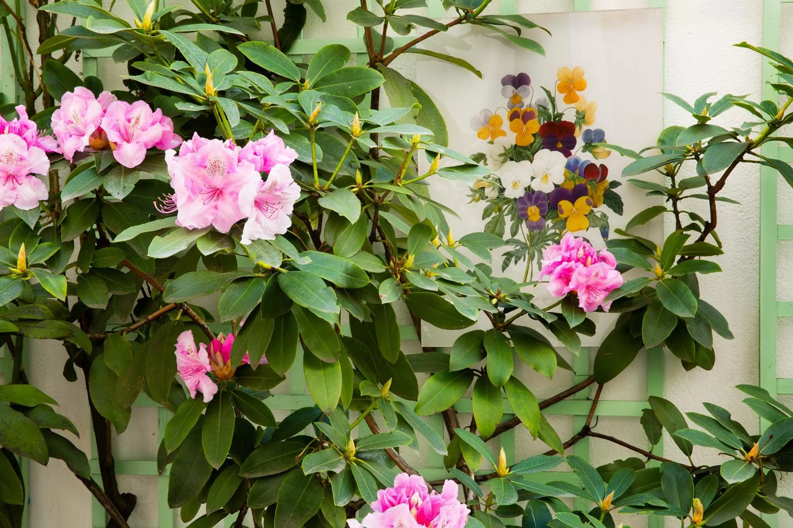Garden view in Hôtel Mistral