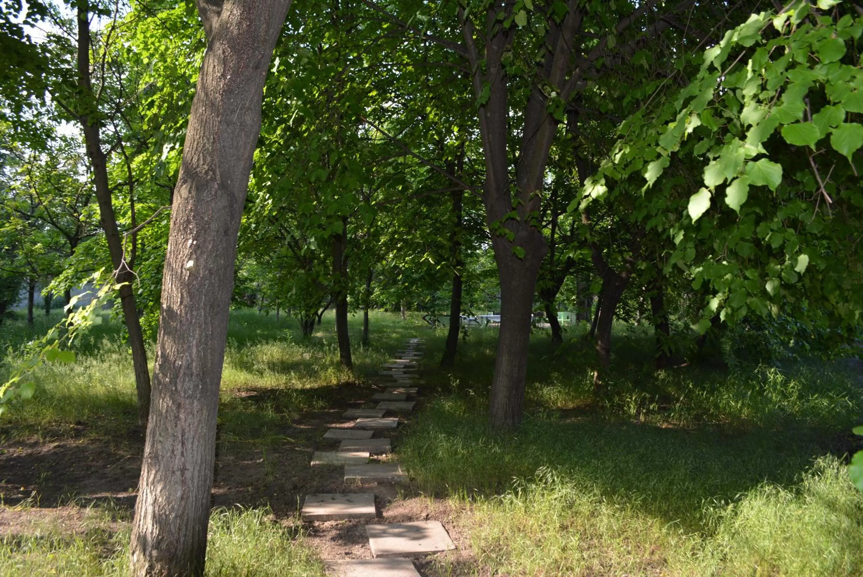 On site, Garden in Zelenyi Kampus