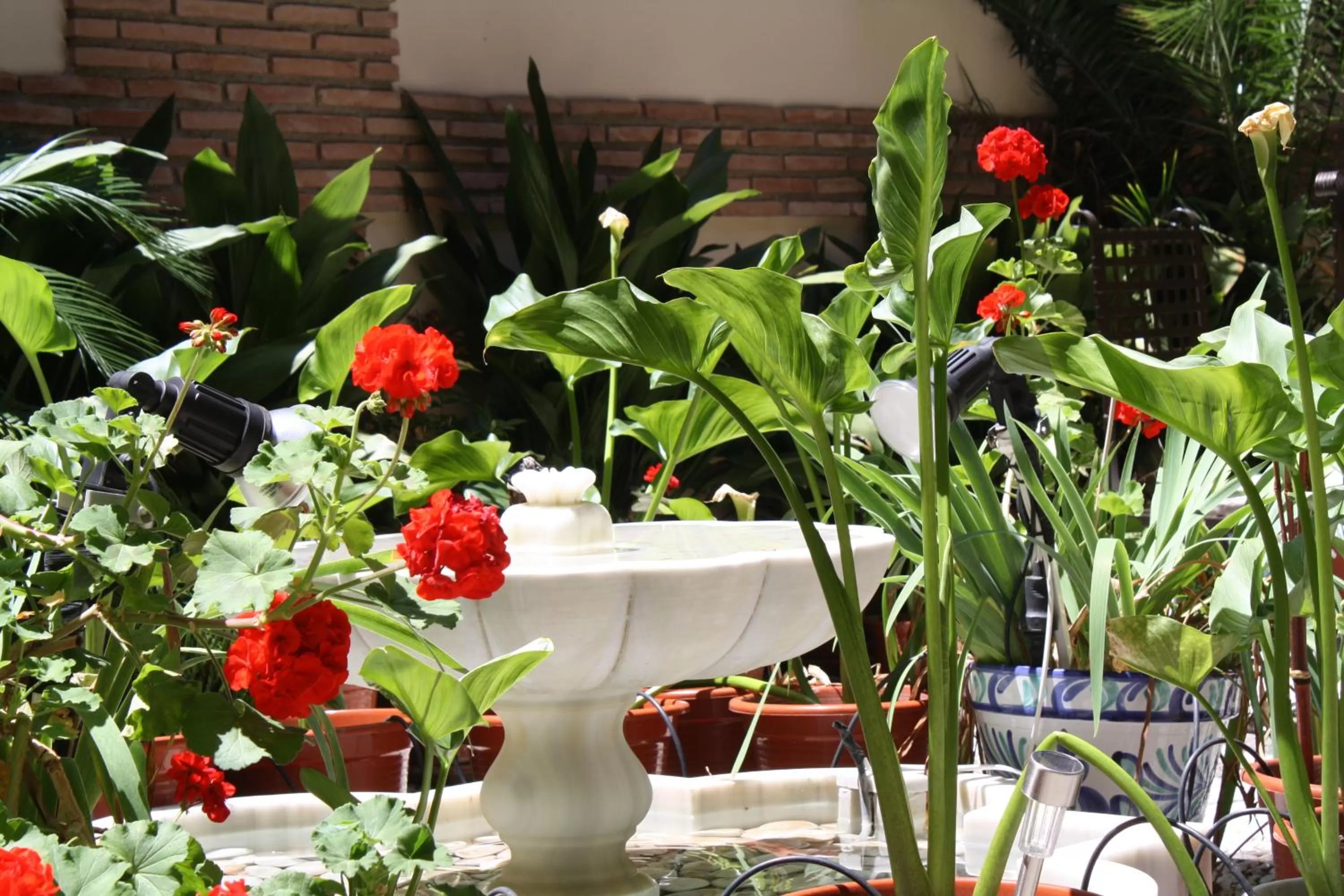 Garden in Abadía Hotel