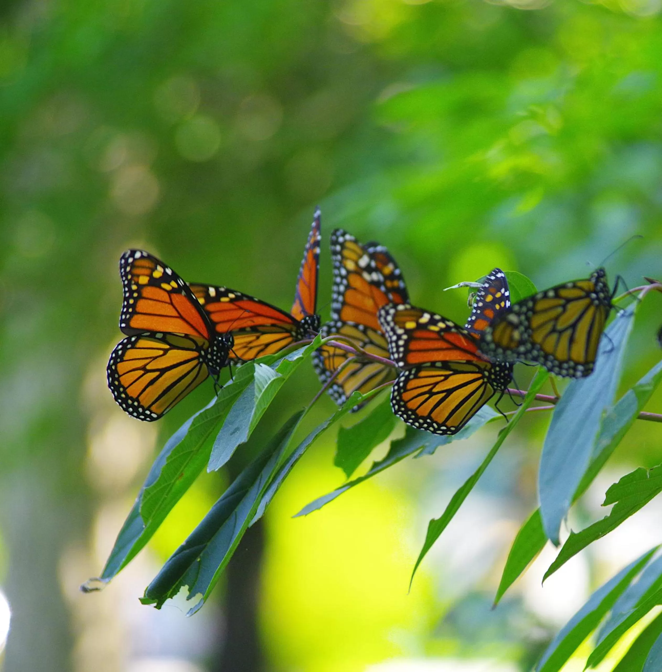 Garden, Other Animals in Colborne Bed and Breakfast