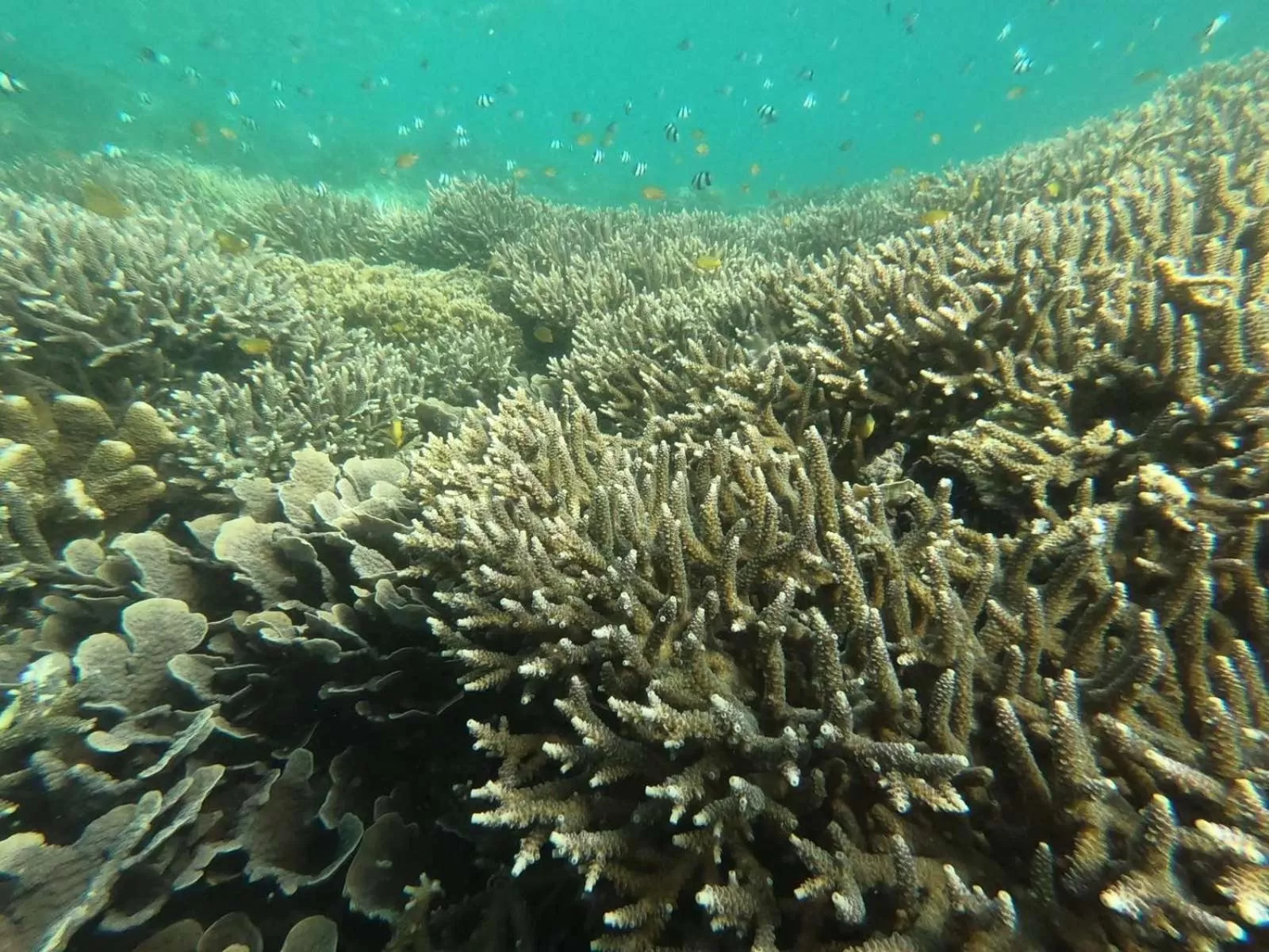 Pescador View - Beachfront ,Extensions & nearby the Ocean Hostels & Restaurant Moalboal