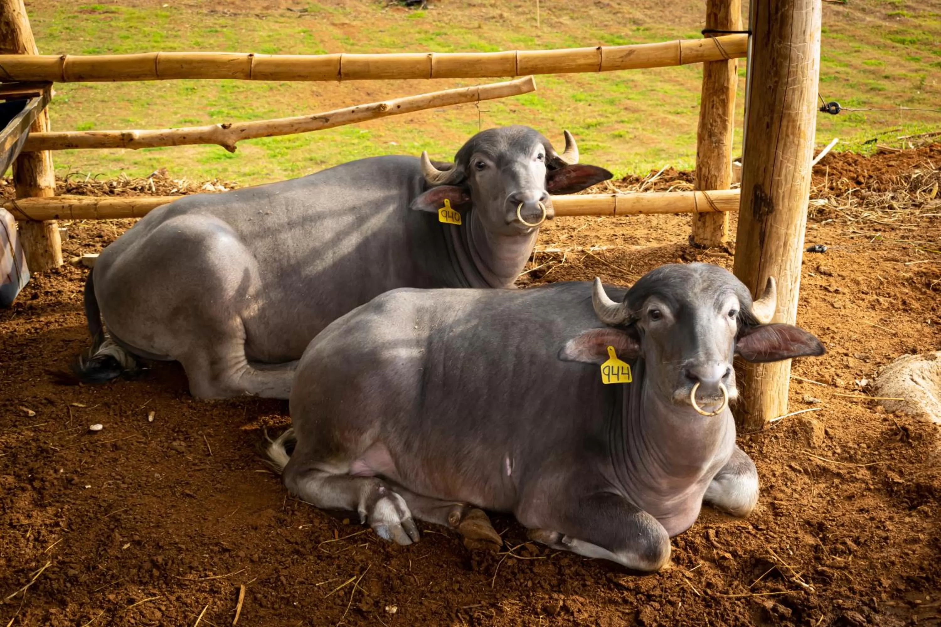 View (from property/room) in Hotel Heliconias Nature Inn & Hot Springs