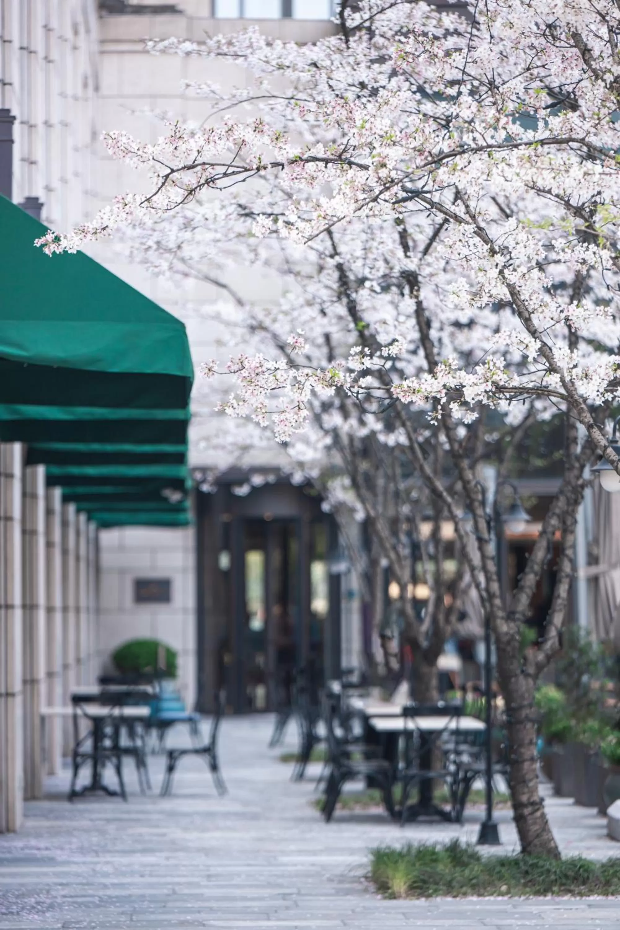 Spring in Midtown Shangri-La, Hangzhou