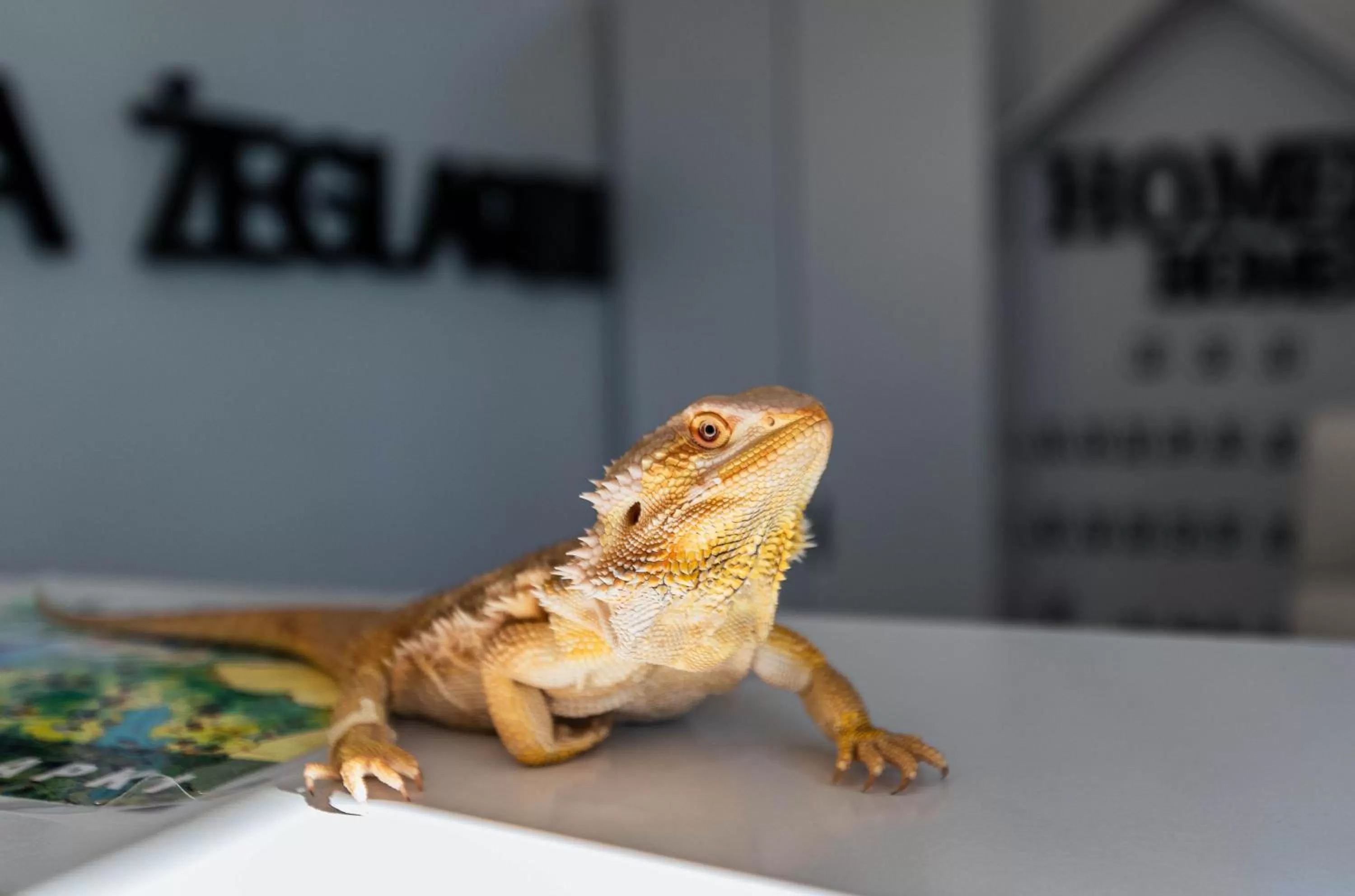 Lobby or reception, Other Animals in Willa ŻeglarSki