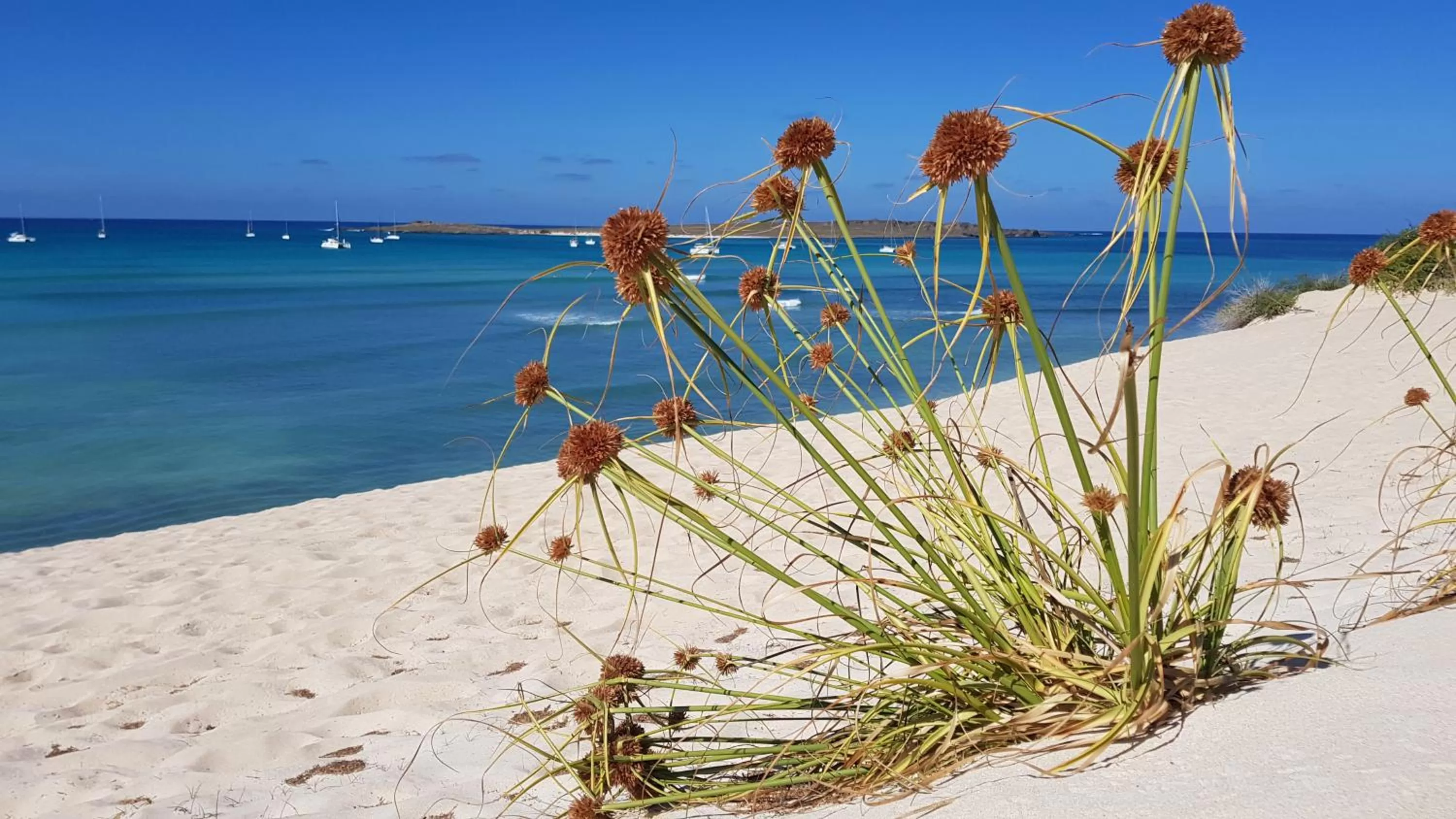 Location, Beach in B&B Salinas Boa Vista WiFi FREE