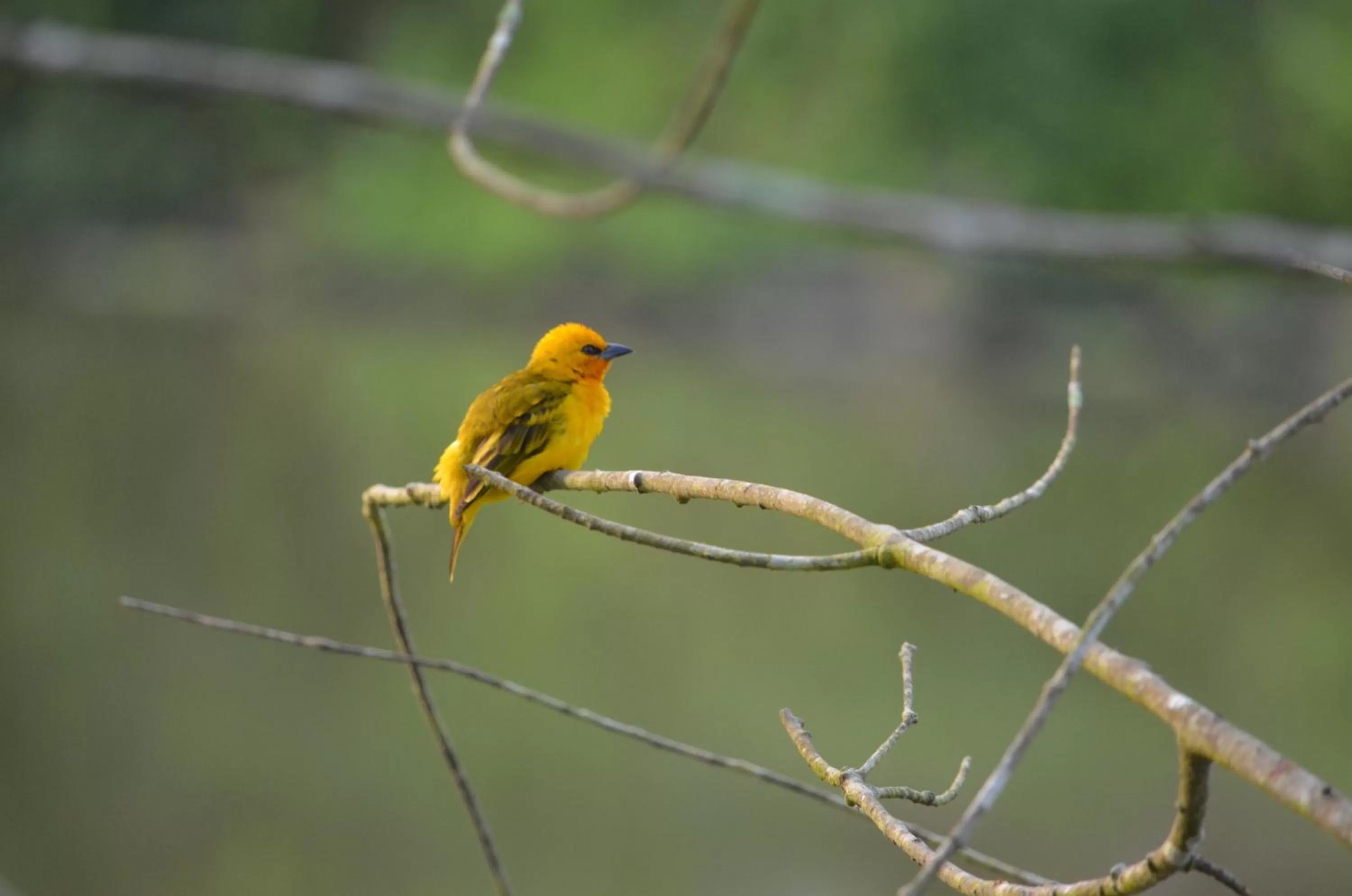 Animals, Other Animals in Hans Cottage Botel