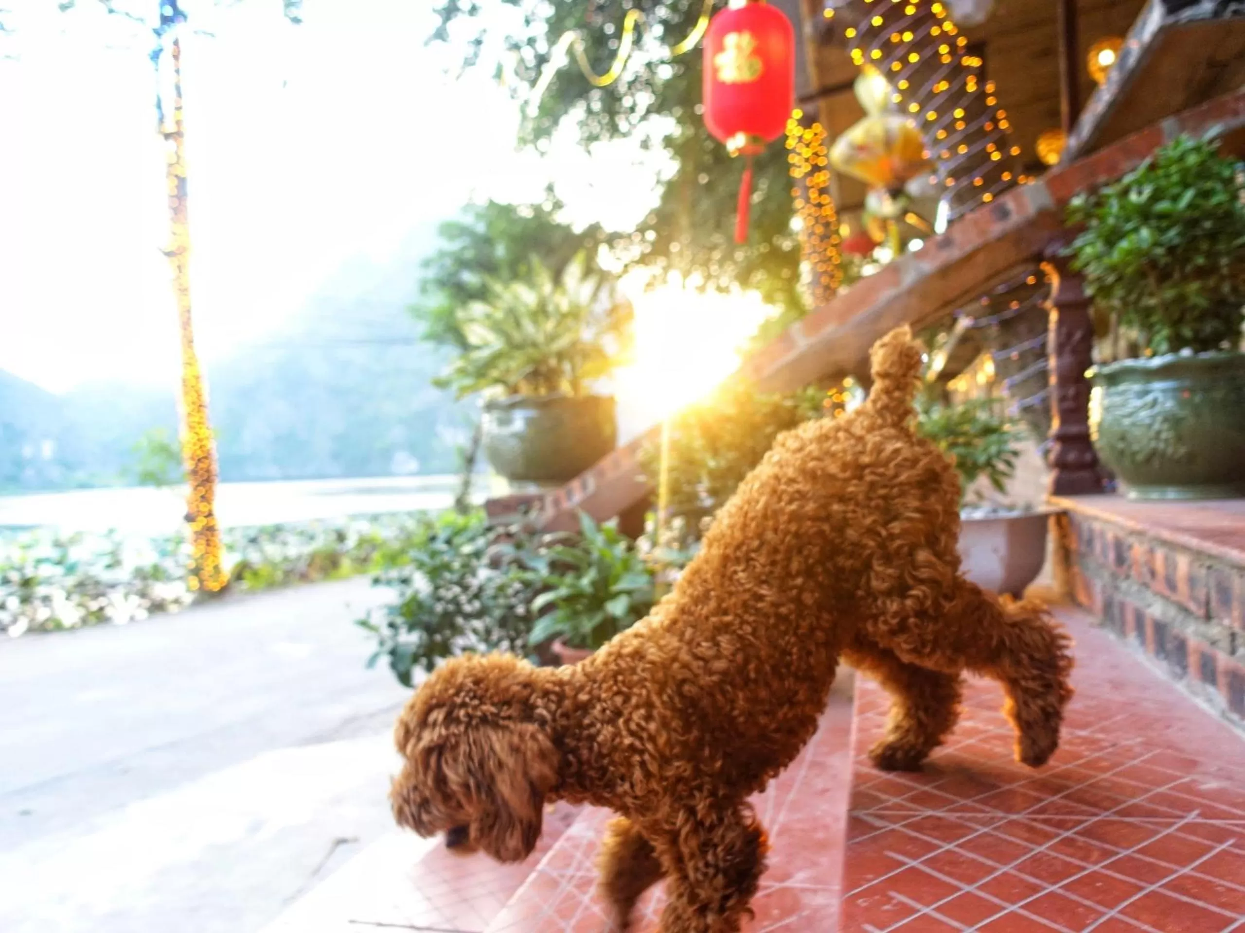 Restaurant/places to eat, Other Animals in Trang An Lotus Lake Homestay