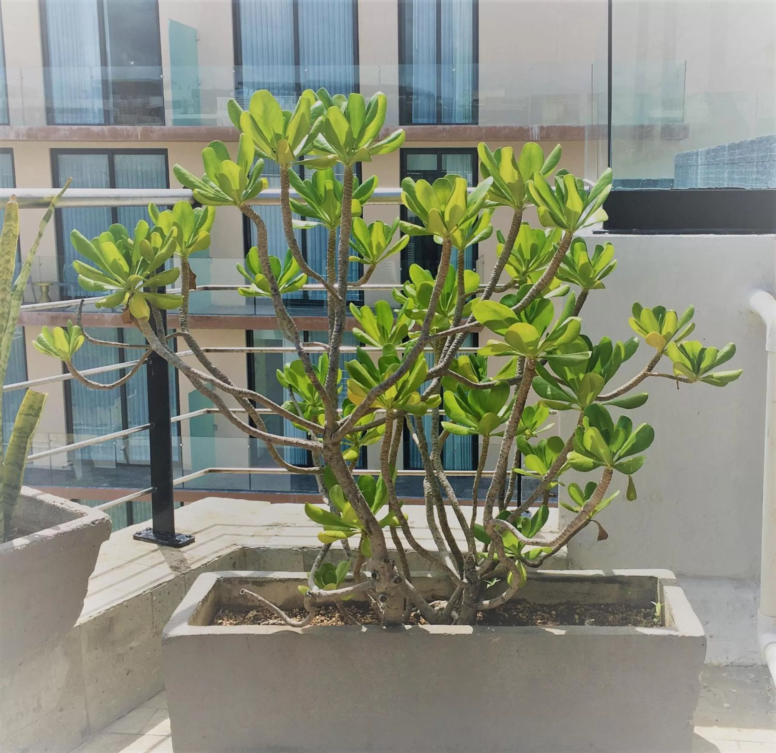 Balcony/Terrace in Sole Suites Apartments Playa del Carmen