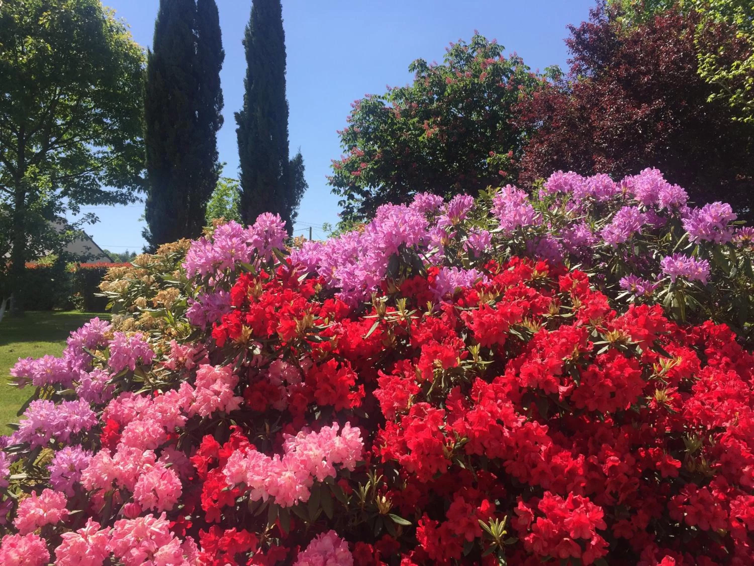 Spring in Chambres d'hôtes Le Bas Rassinoux