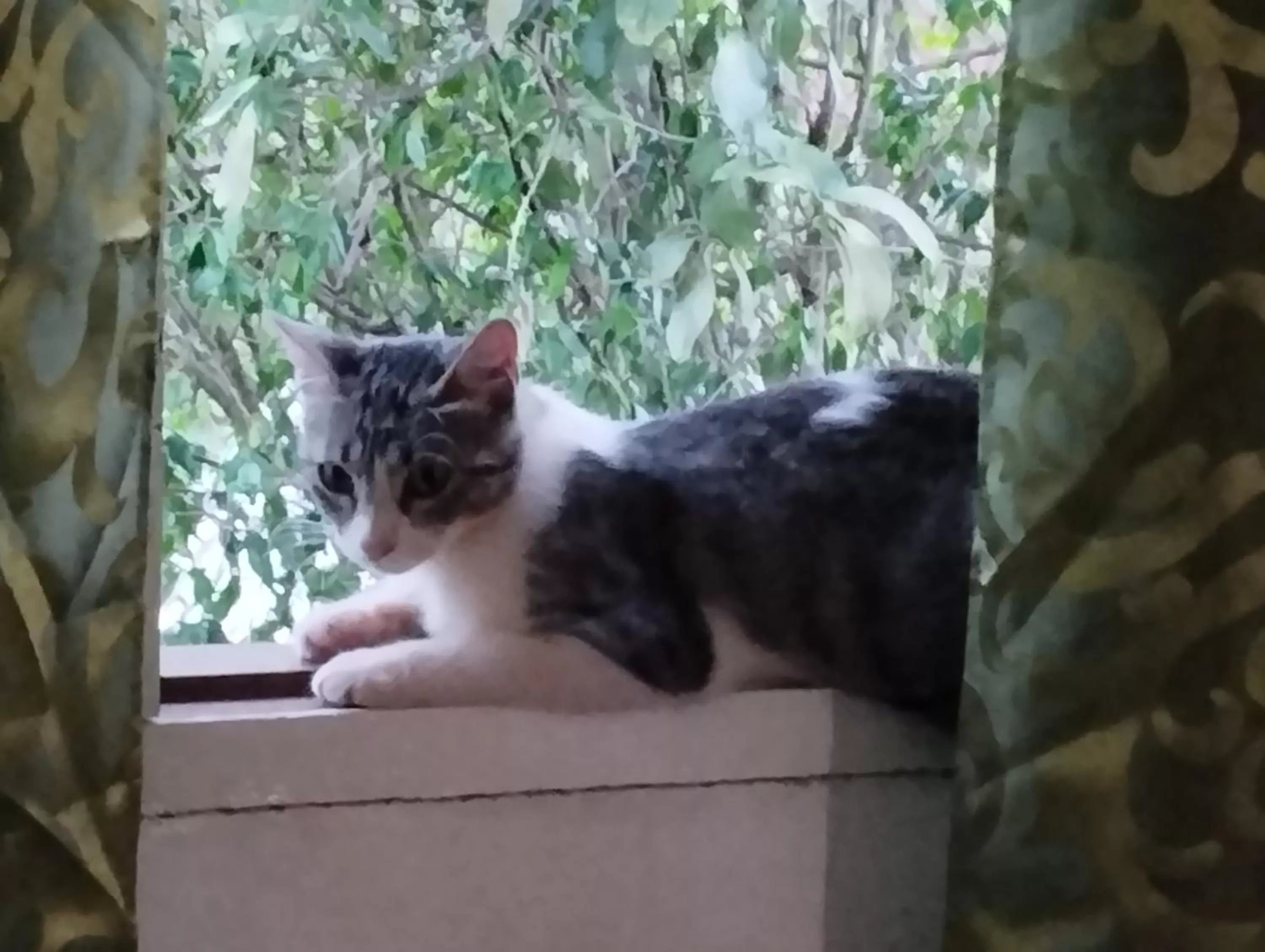 Pets in Los Tangueros