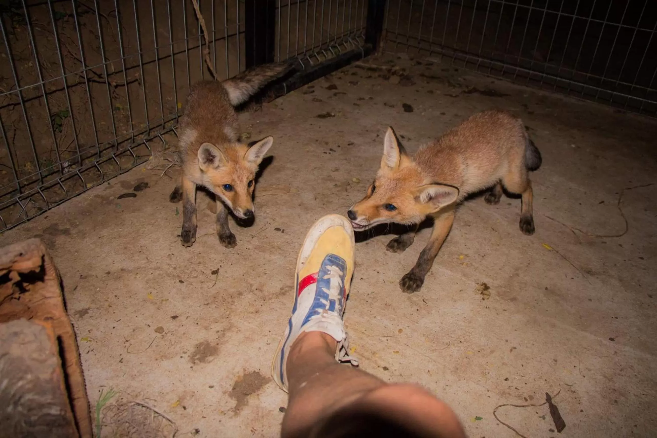 Etno selo Vile Jefimija, selo Preobrazenje, Vranje