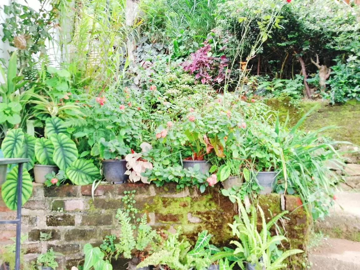 Garden in Saddle Cottage