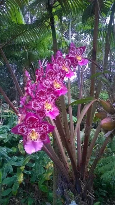 Spring in Aloha Crater Lodge