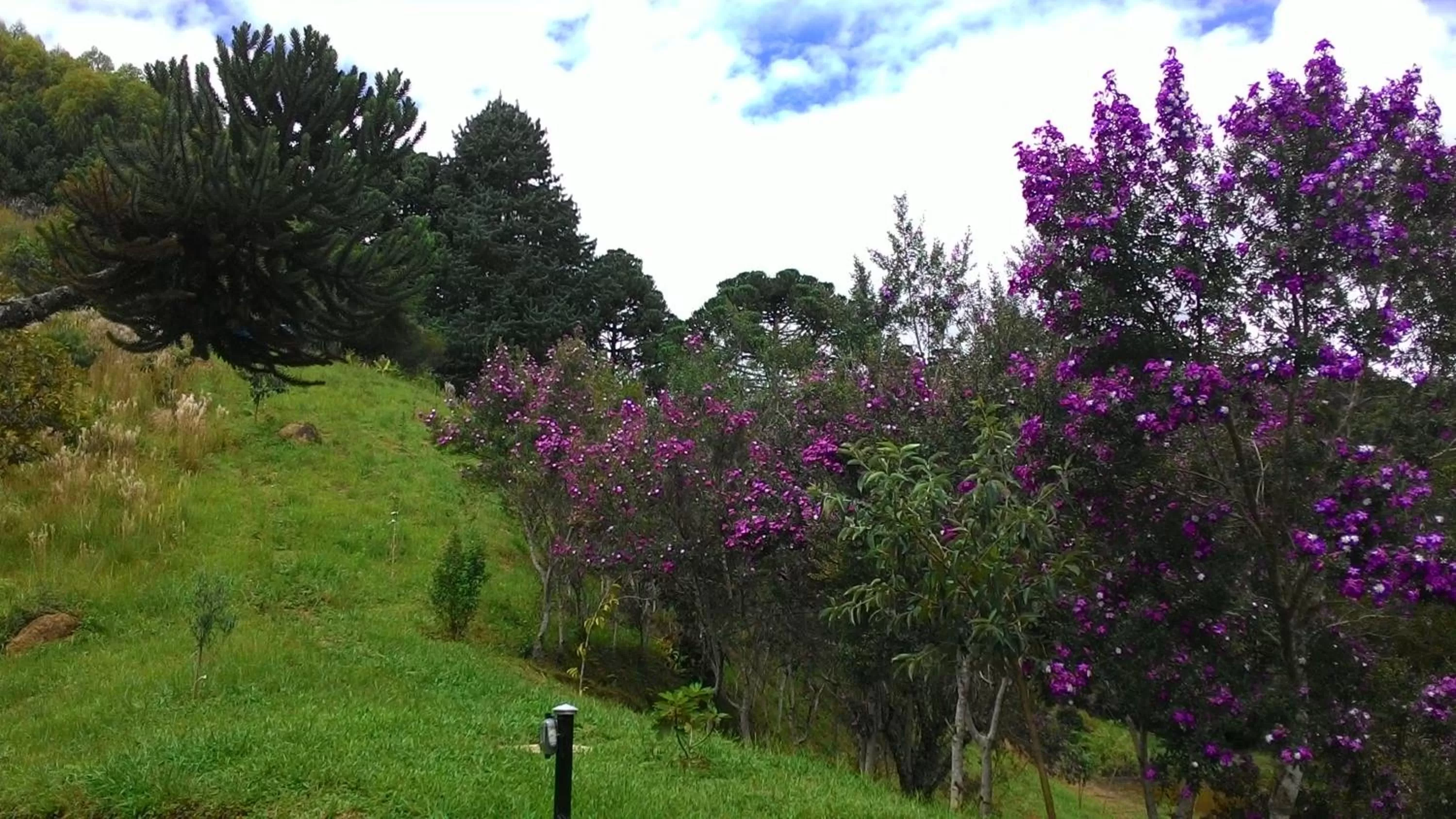 Natural landscape, Garden in MD Luar da Montanha