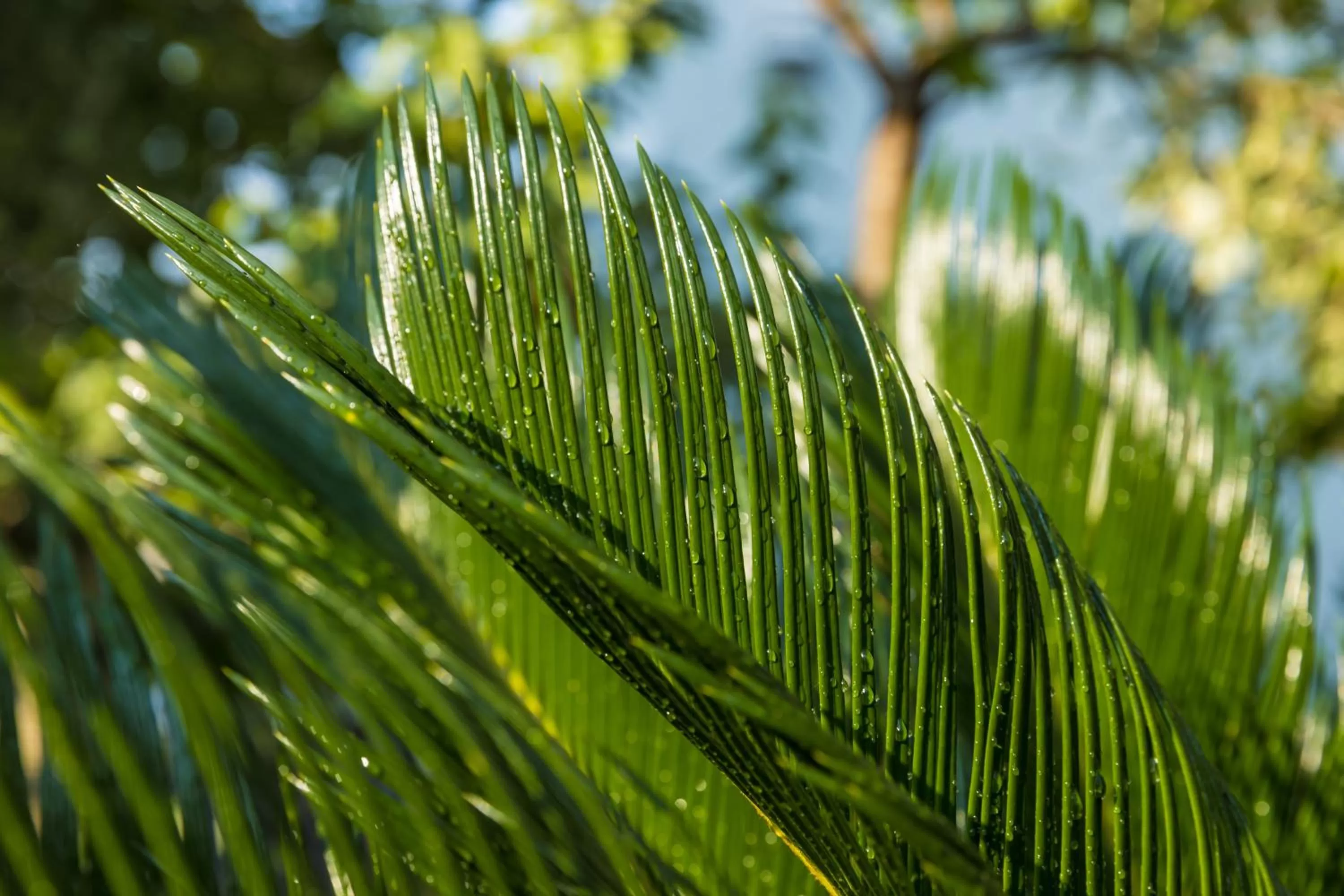 Natural landscape, Other Animals in TJ GARDENS