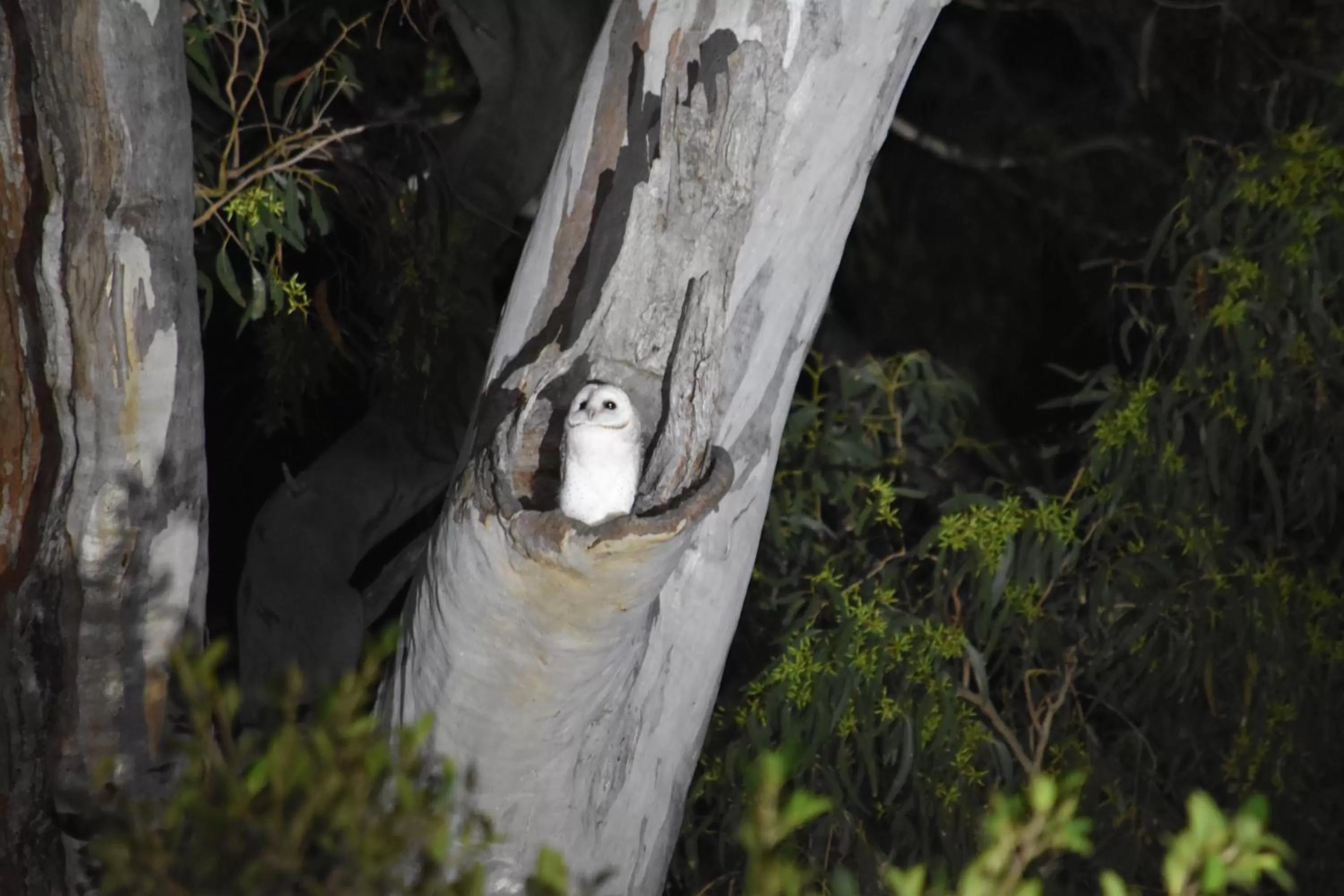 Animals in Mapleton Springs