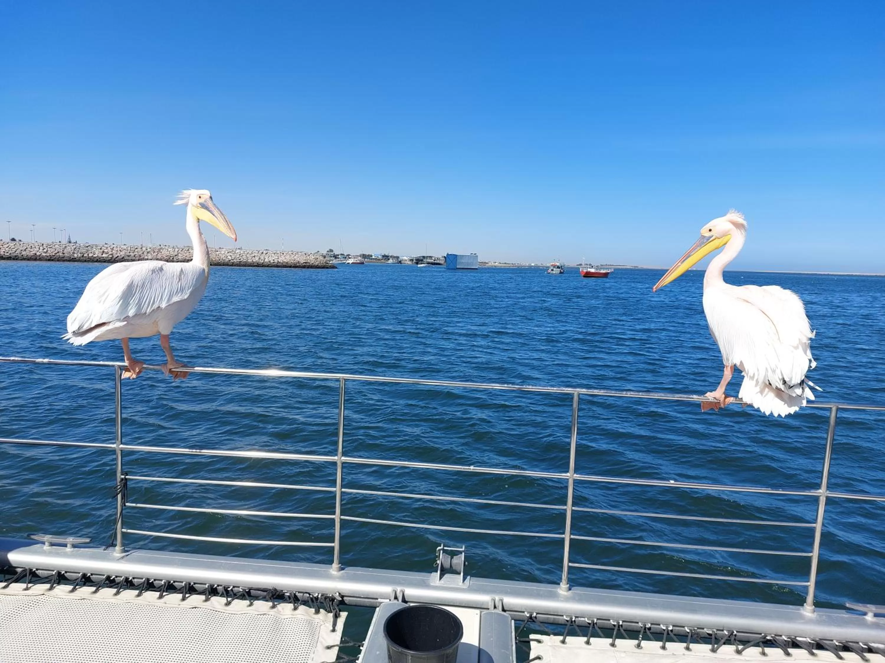 Animals in Sunflower Self-Catering