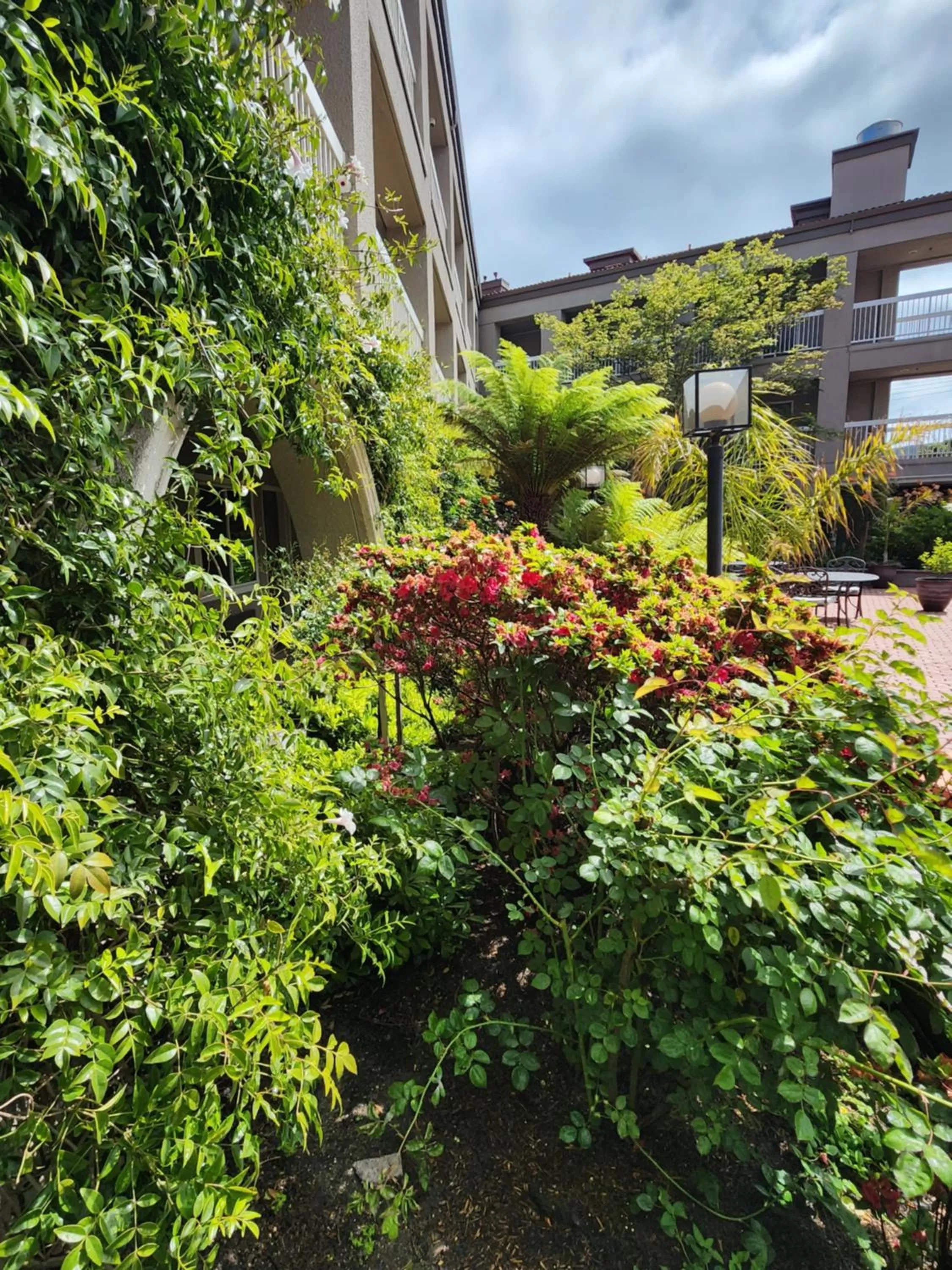 Garden view in La Quinta by Wyndham San Francisco Airport West Millbrae FREE AIRPORT SHUTTLE