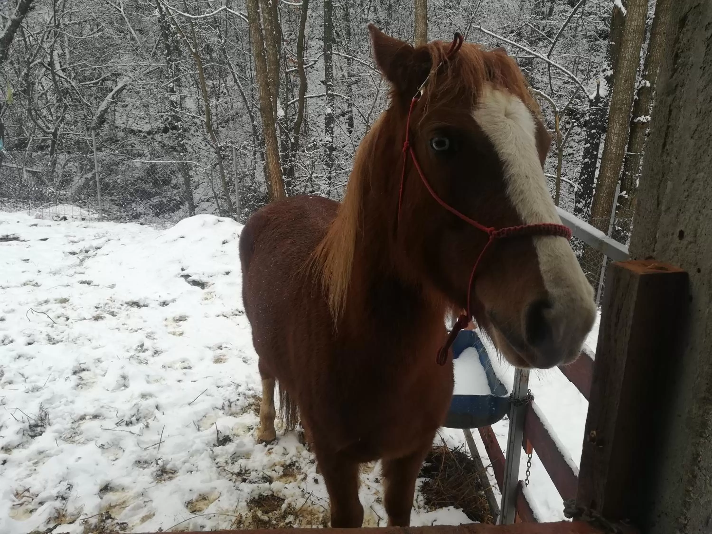 Animals in Etno selo Vile Jefimija, selo Preobrazenje, Vranje