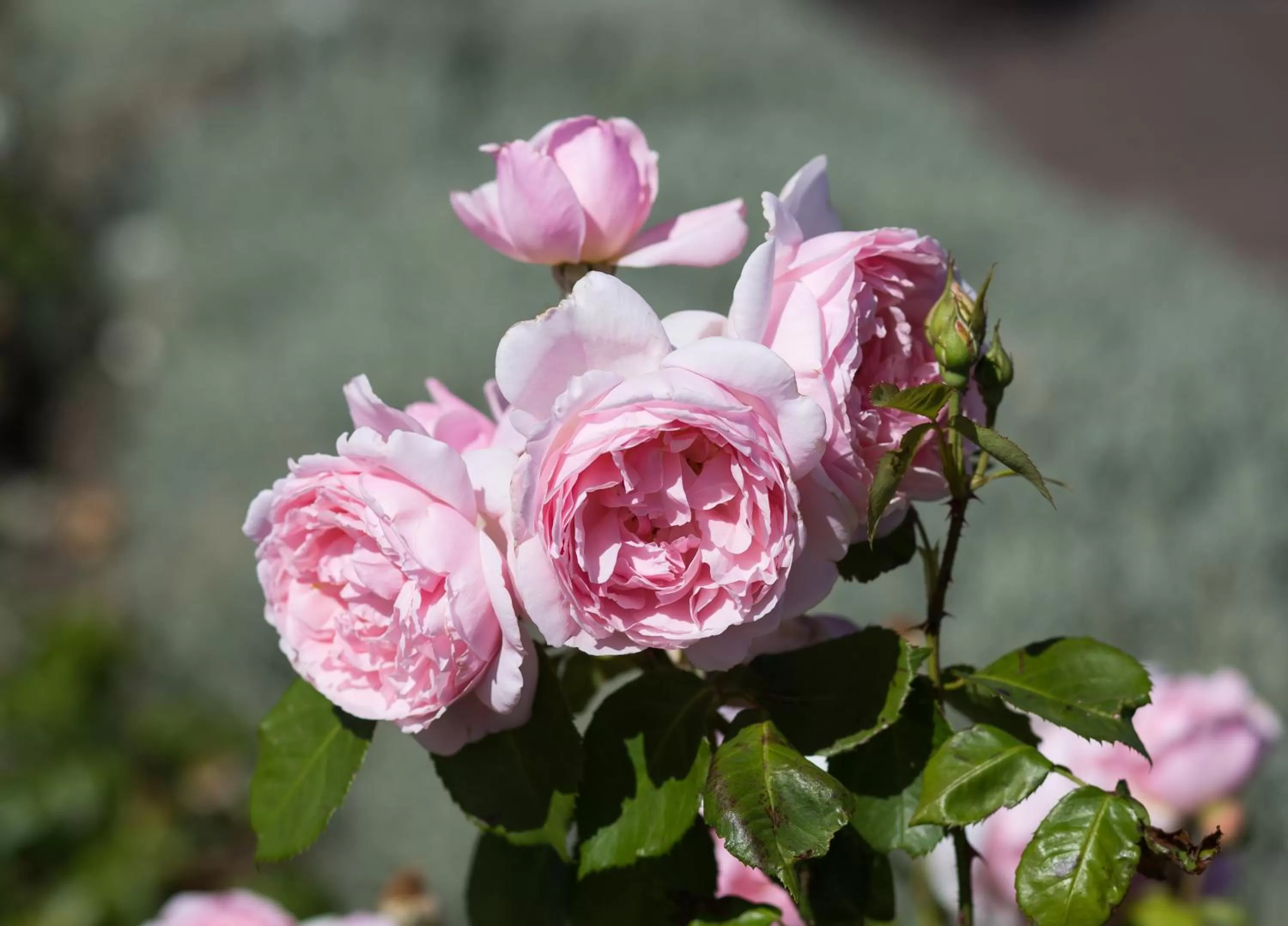 Garden in Willows Motel
