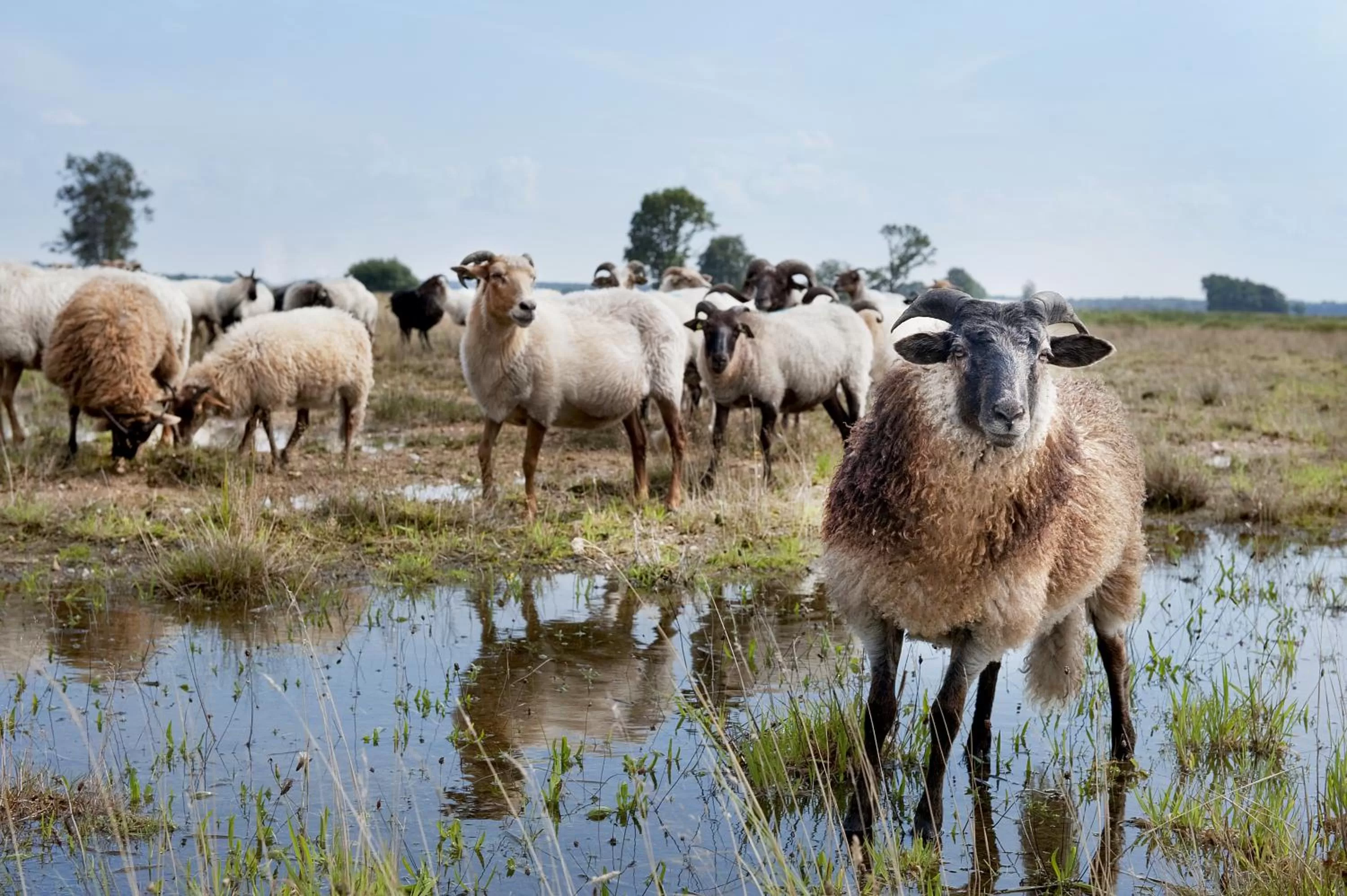 Natural landscape in Hotel Wesseling