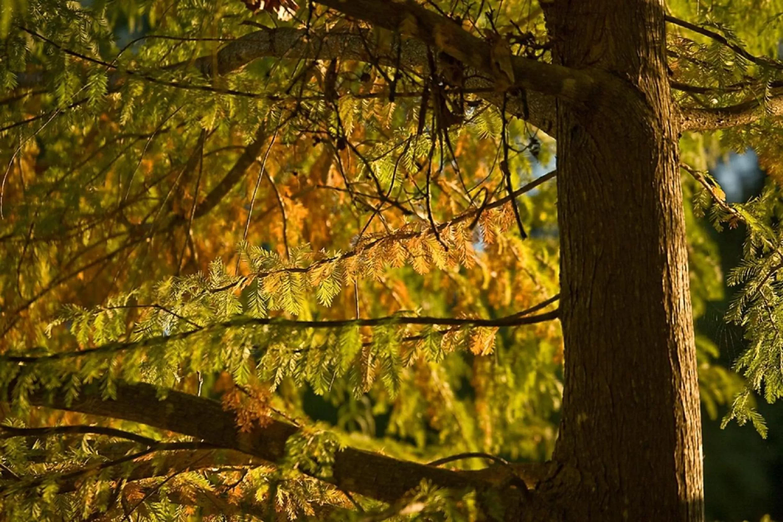 Spring in Blanco Riverside Cottages