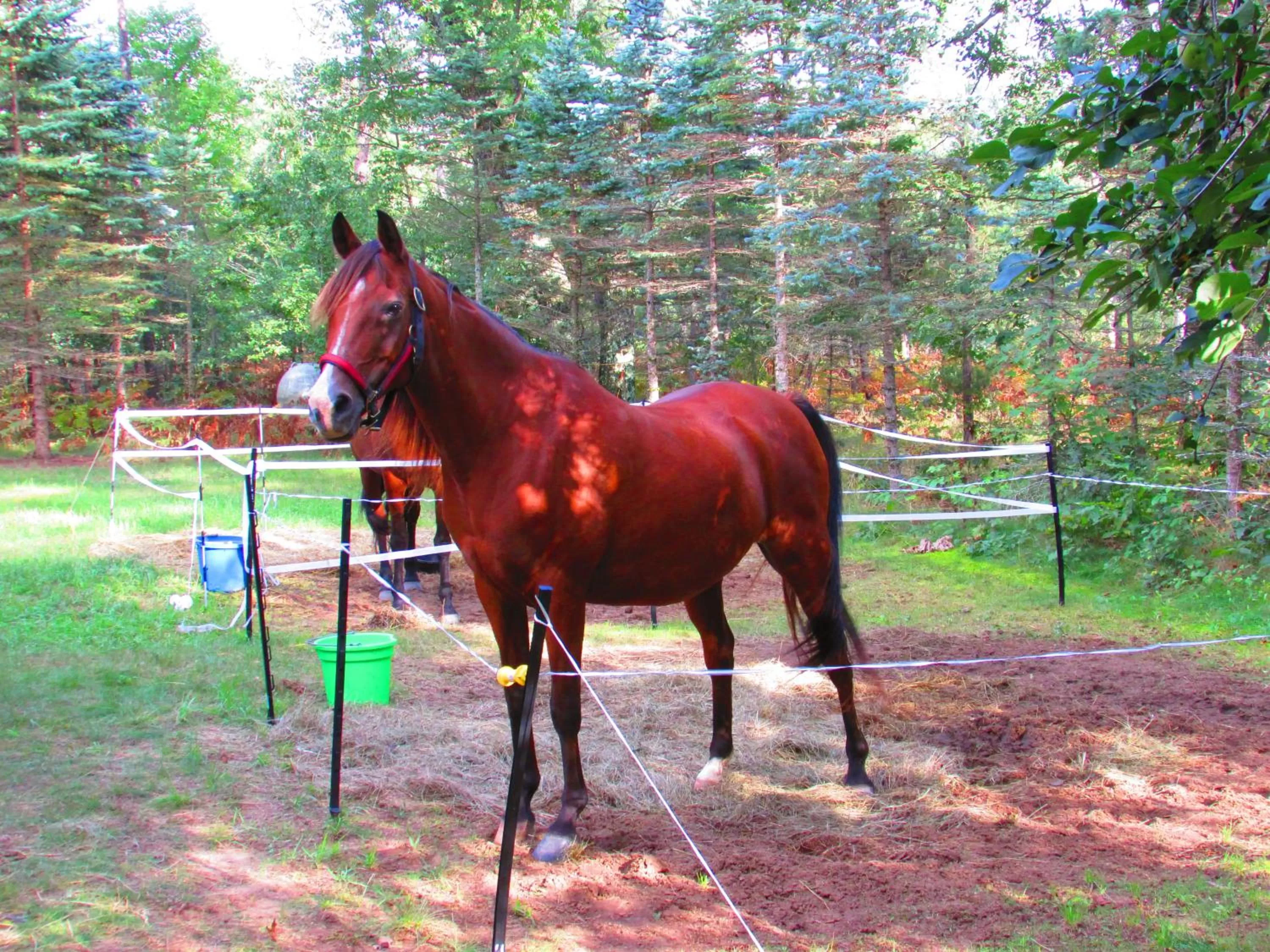 Pets in Best Bear Lodge