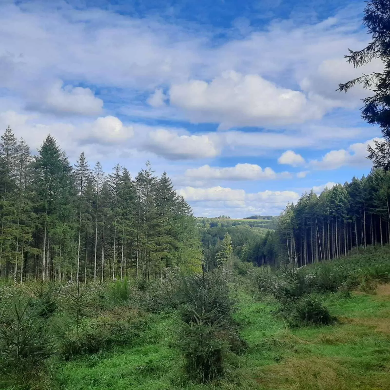 Off site, Natural Landscape in Golden Lion