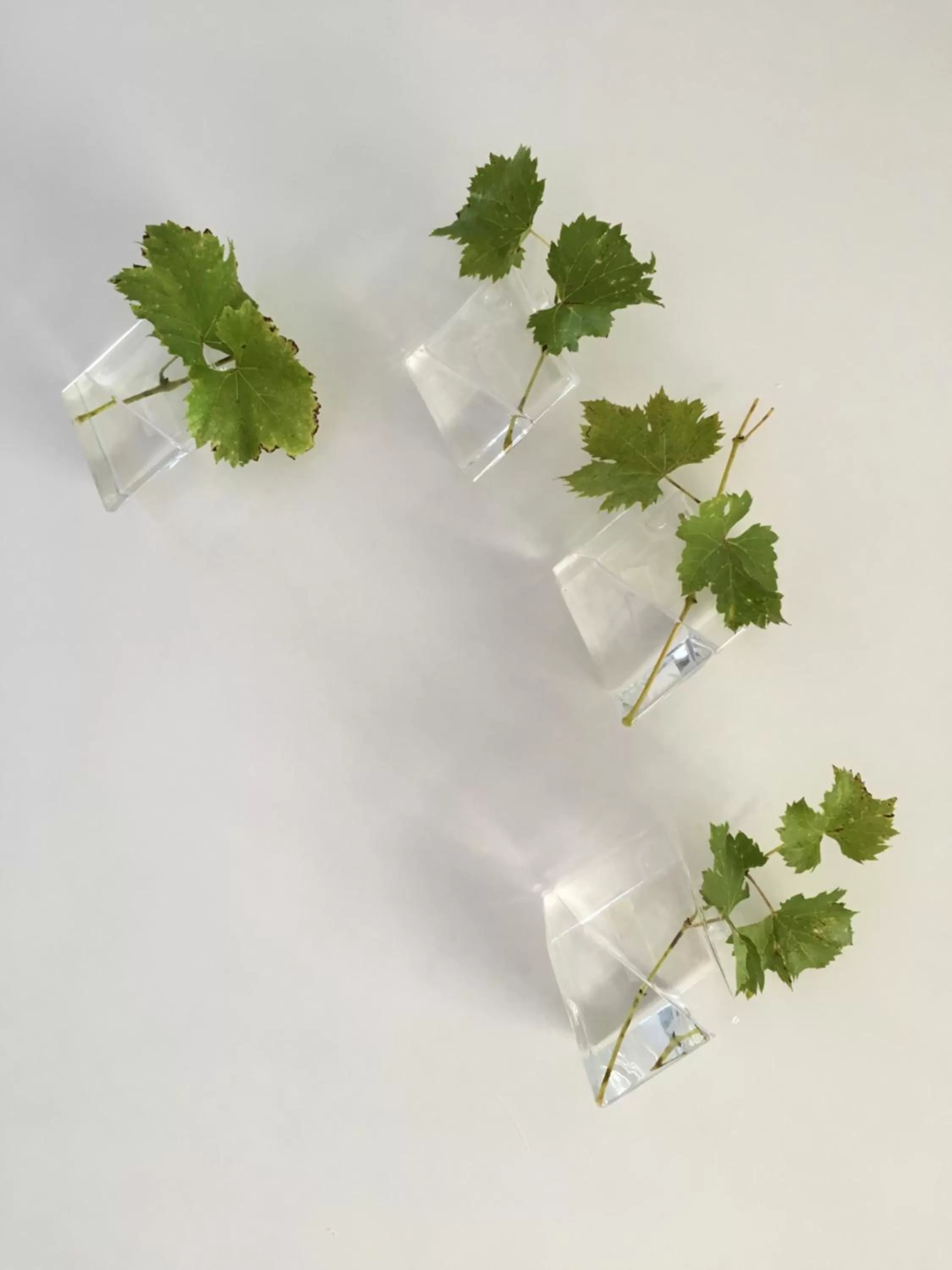 Decorative detail in Rossella alla Villarella dei Tulipani