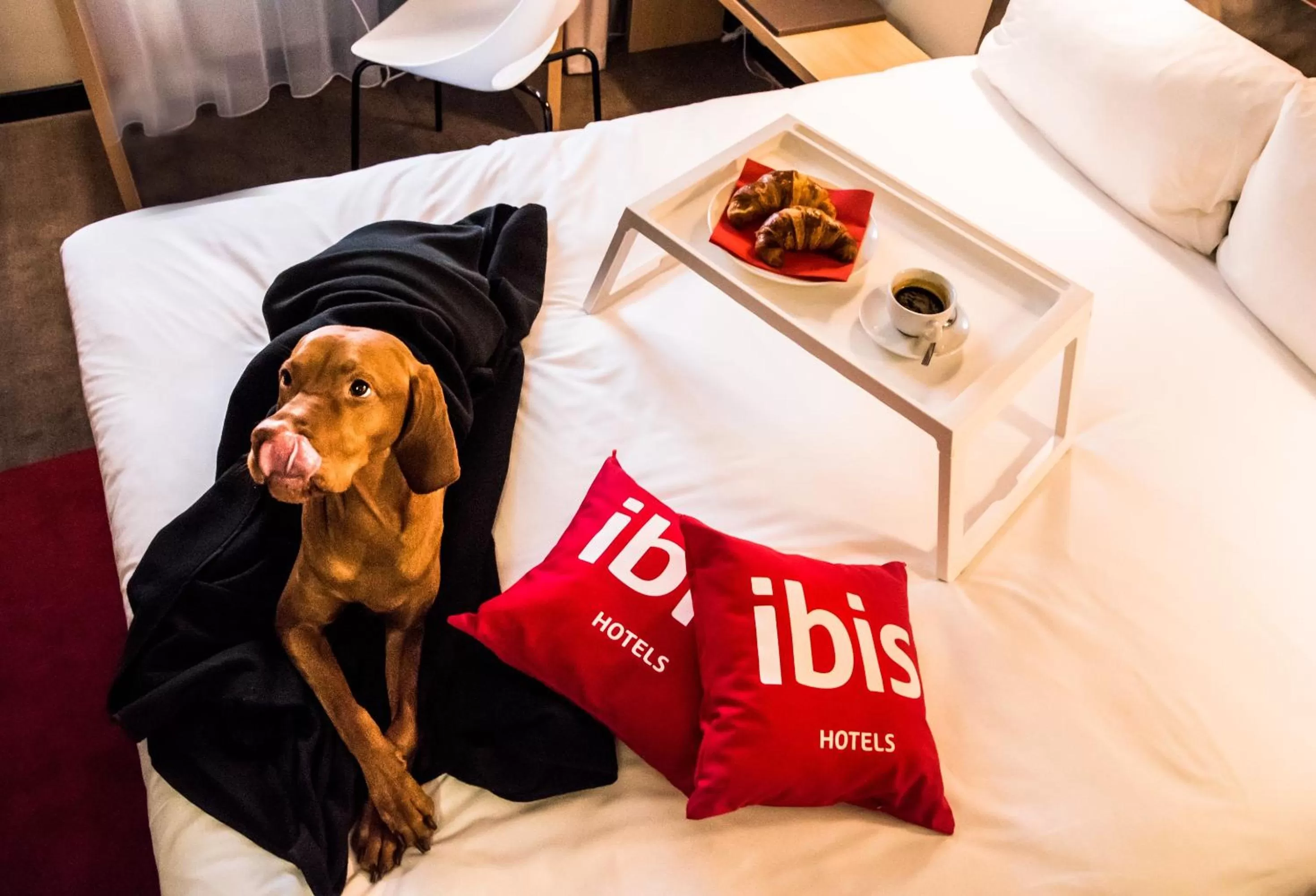 Animals, Bed in ibis Vilnius Centre