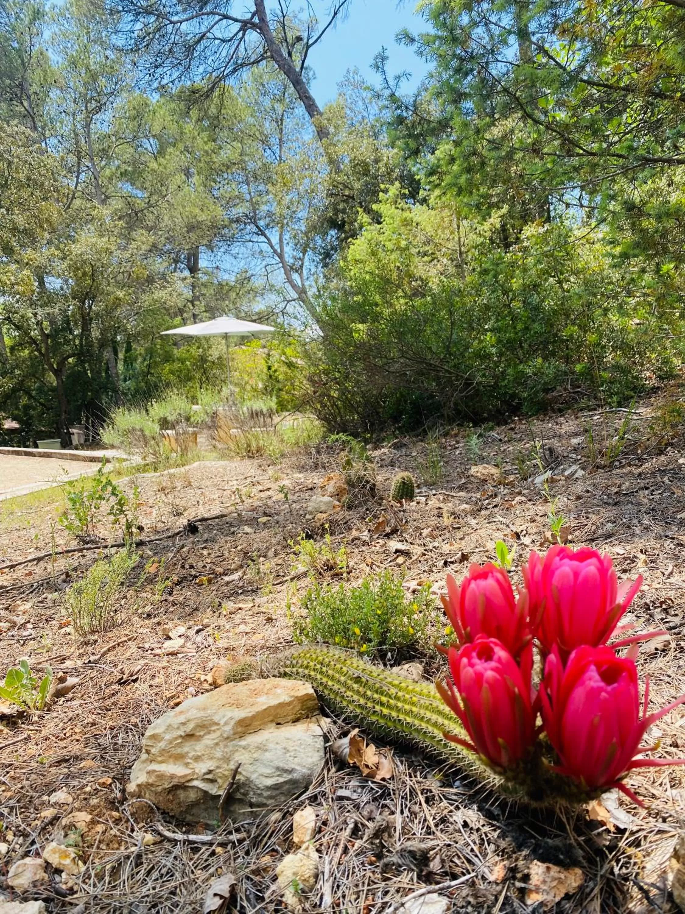 Garden in Les Bosquets
