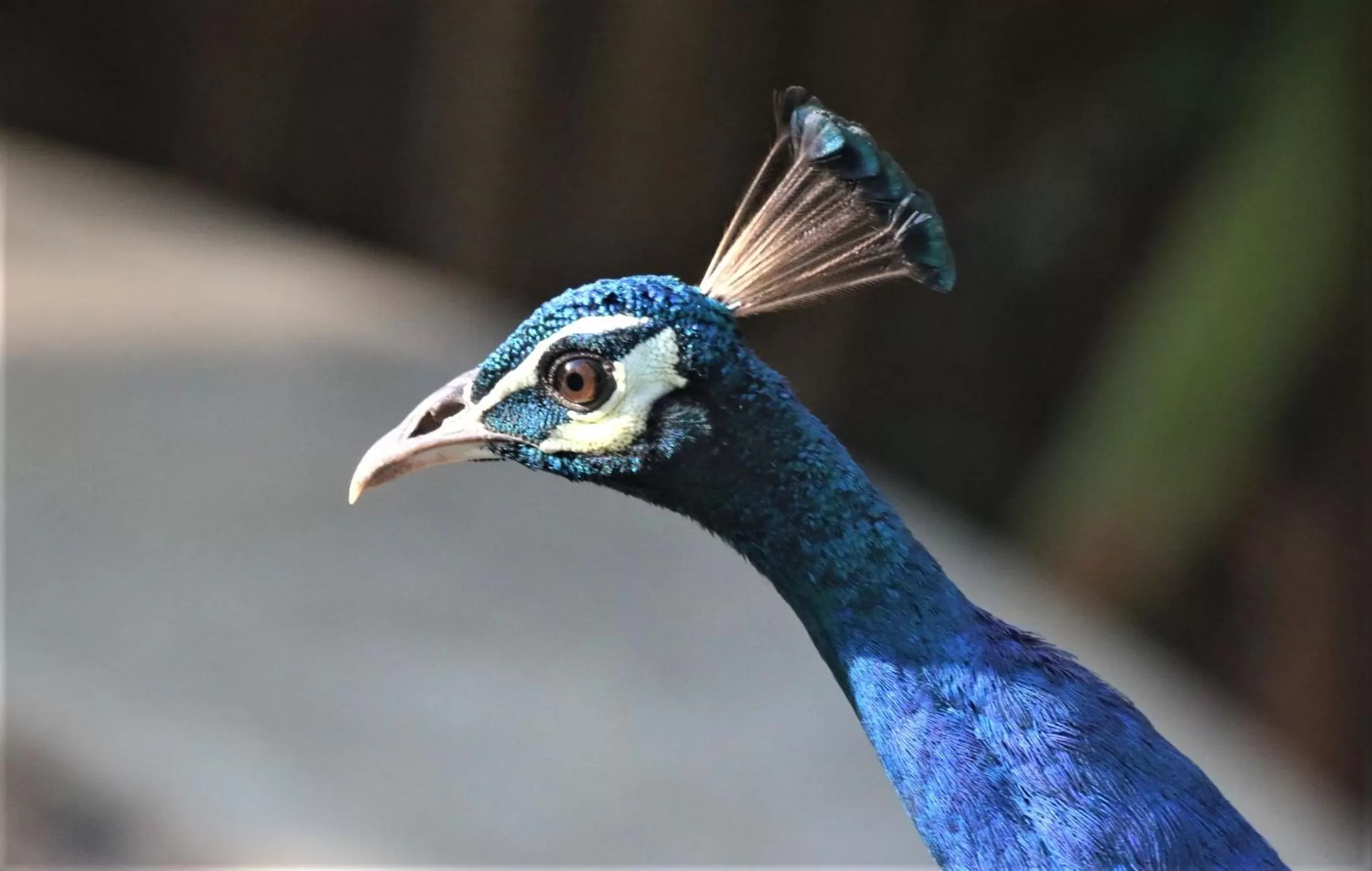 Animals, Other Animals in The Spice House Mirissa