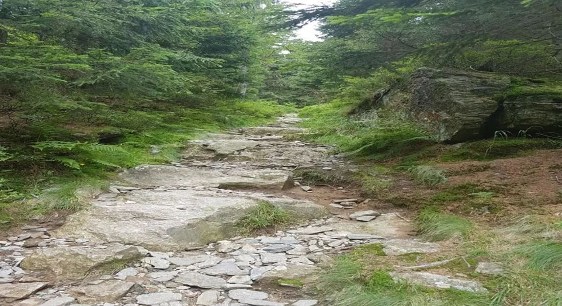 Natural Landscape in Hotel Sonnleitn