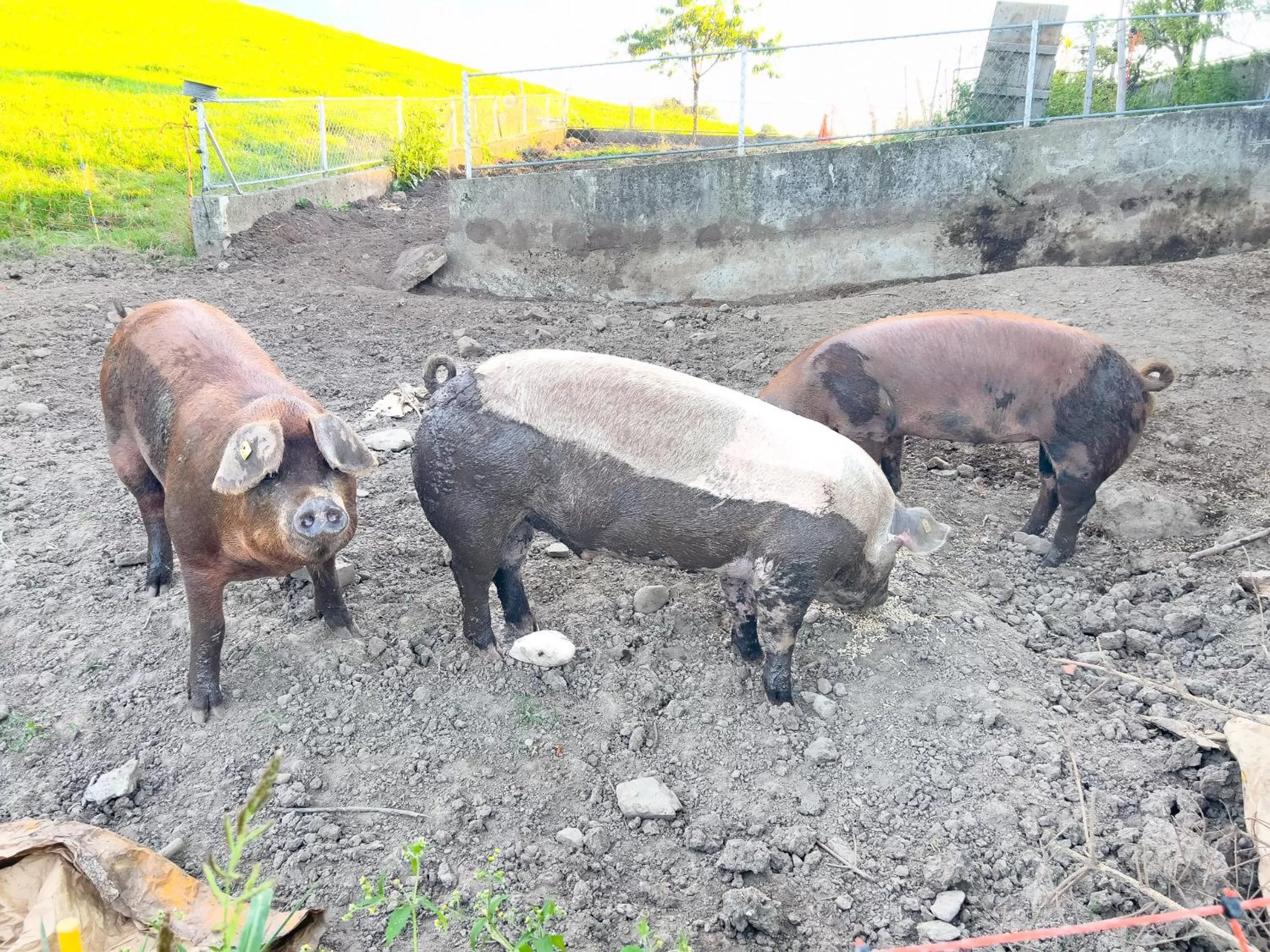 Animals in B&B Hof Grosschreie