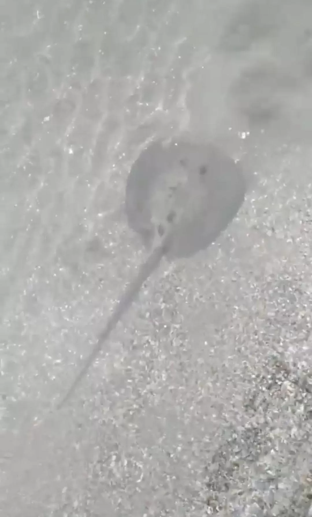 Bird's-eye View in La Luciernaga Big Creek