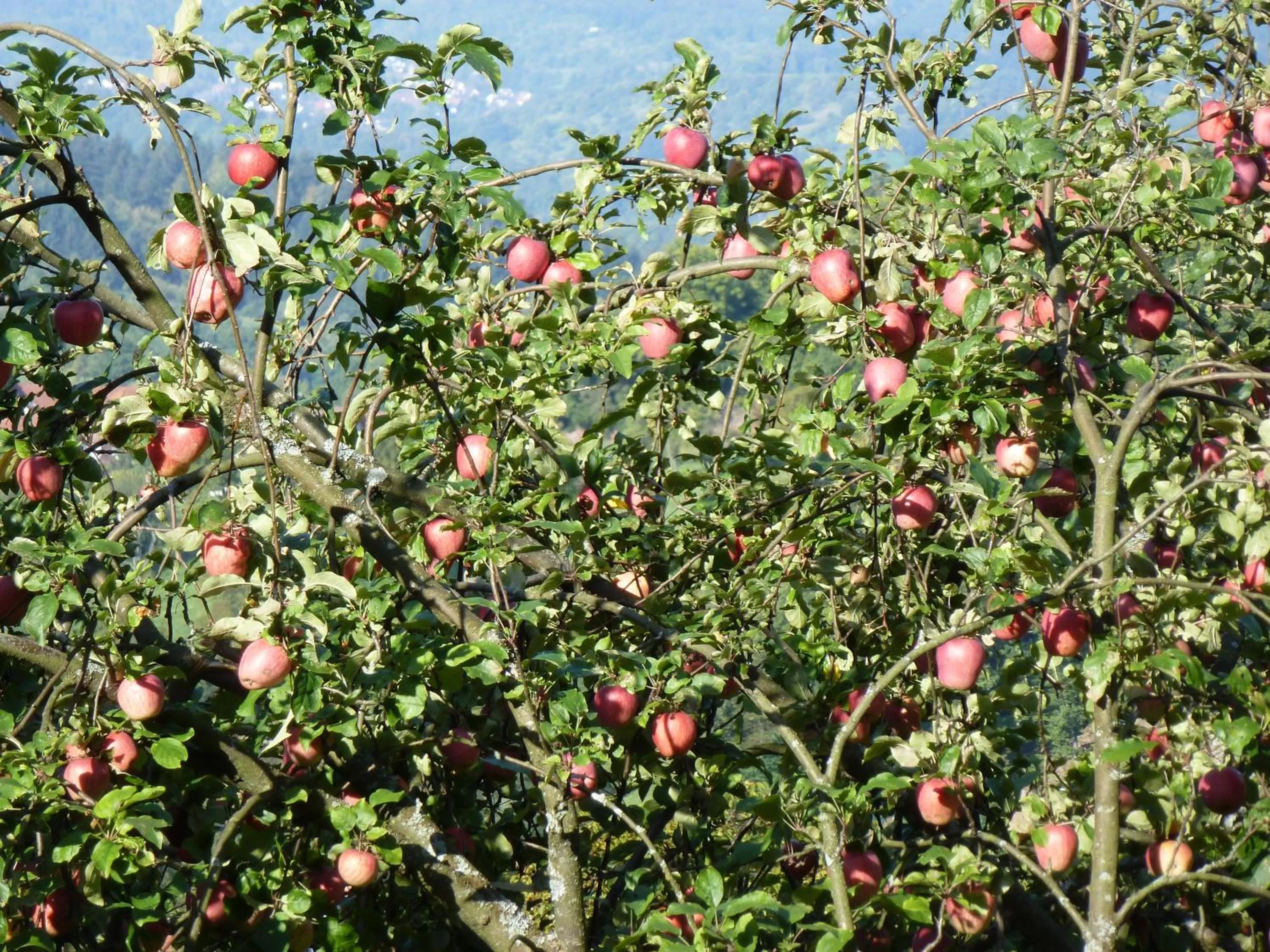 Area and facilities in Waldschlösschen