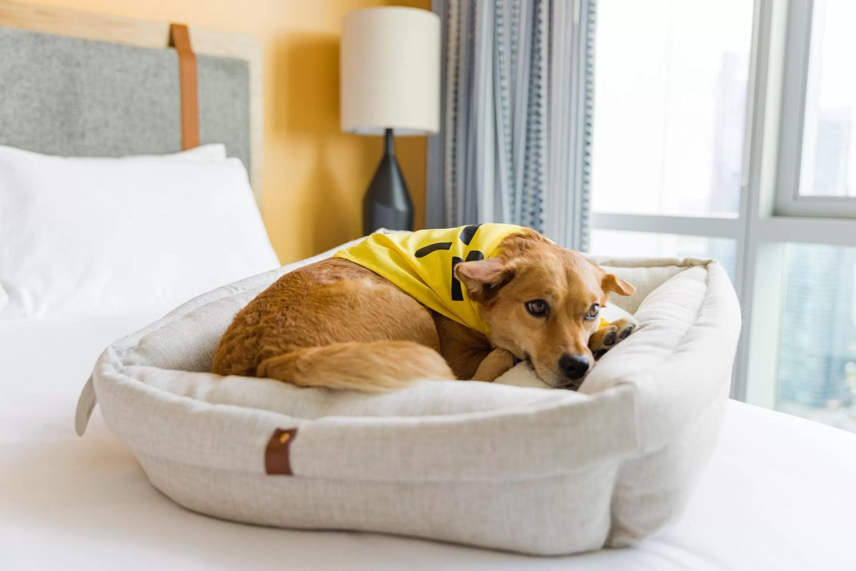 Pets, Bed in Sentral Michigan Avenue