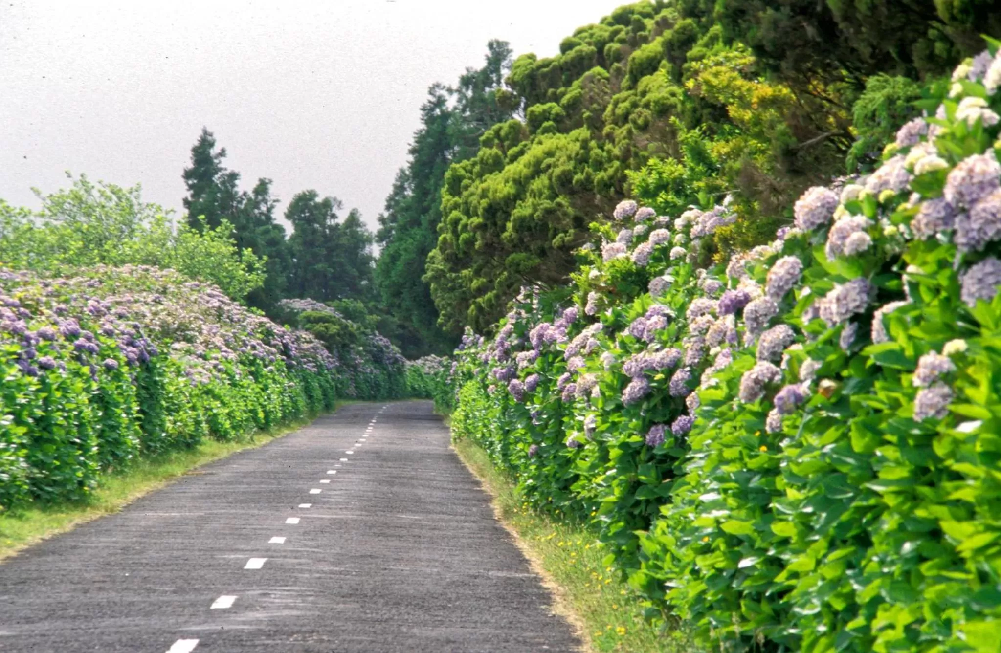 Faial Marina Apartments 1