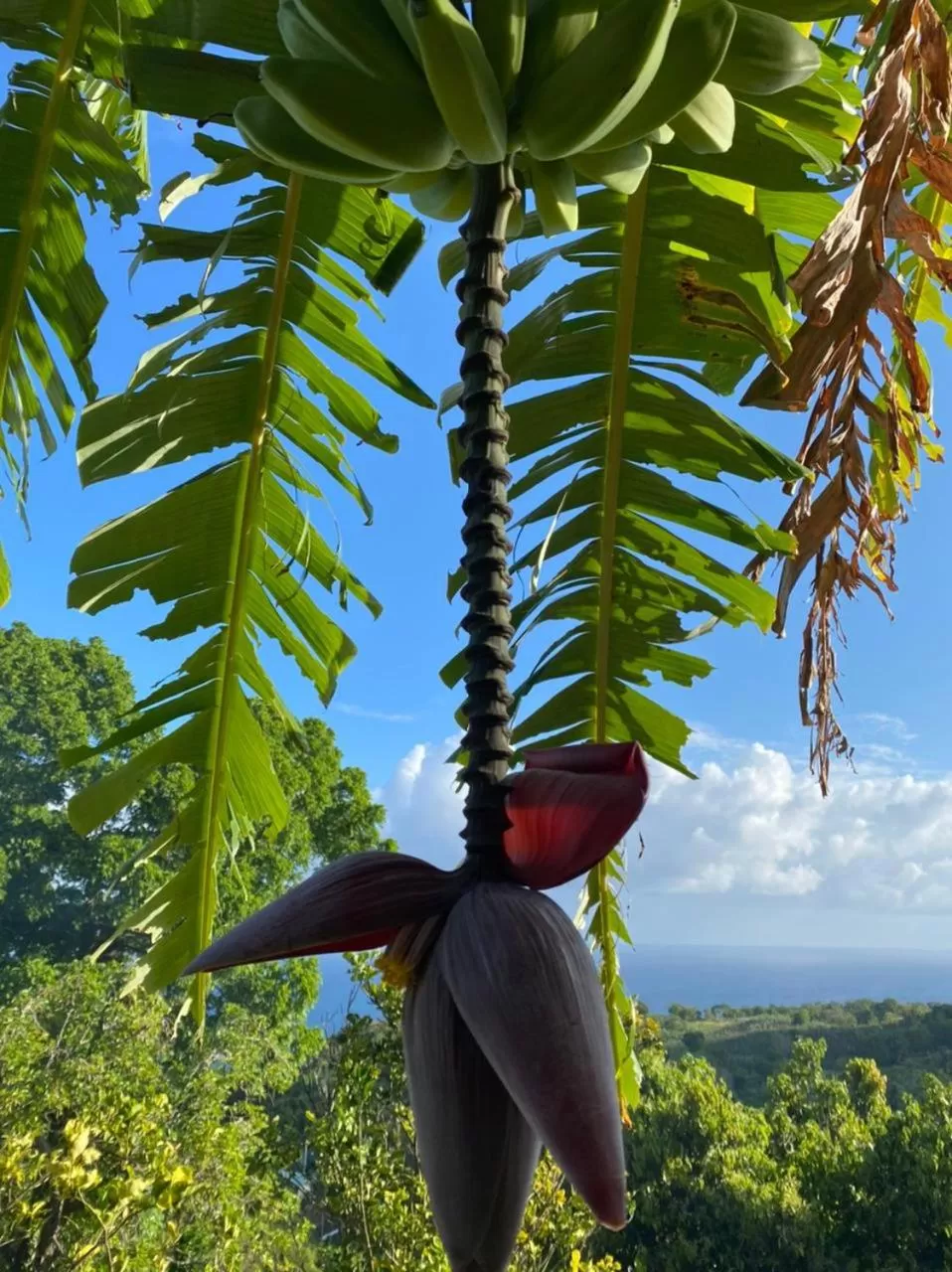 Villa Cajou (Chambre d'hôtes chez l'habitant)